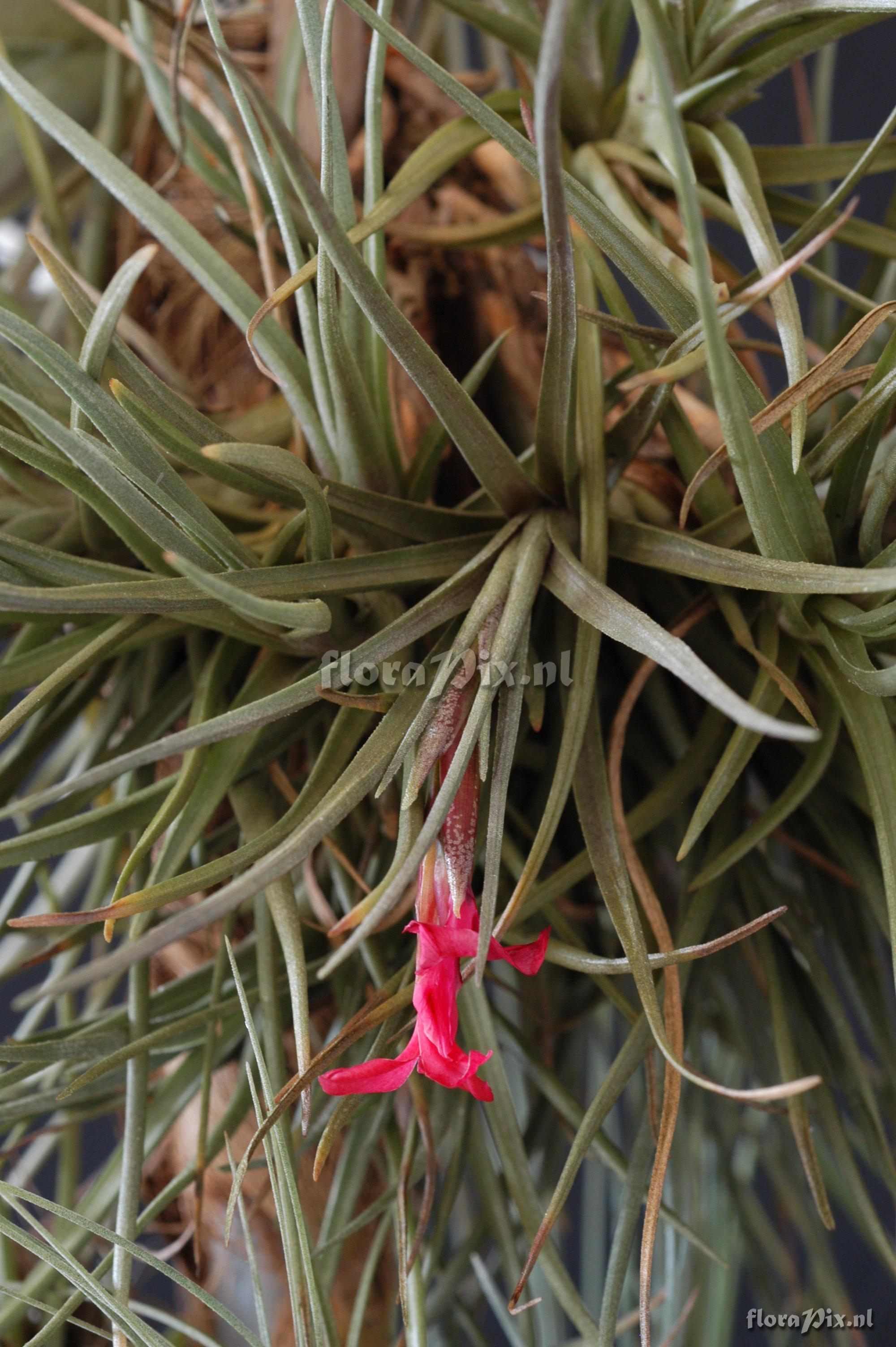 Tillandsia dorotheae