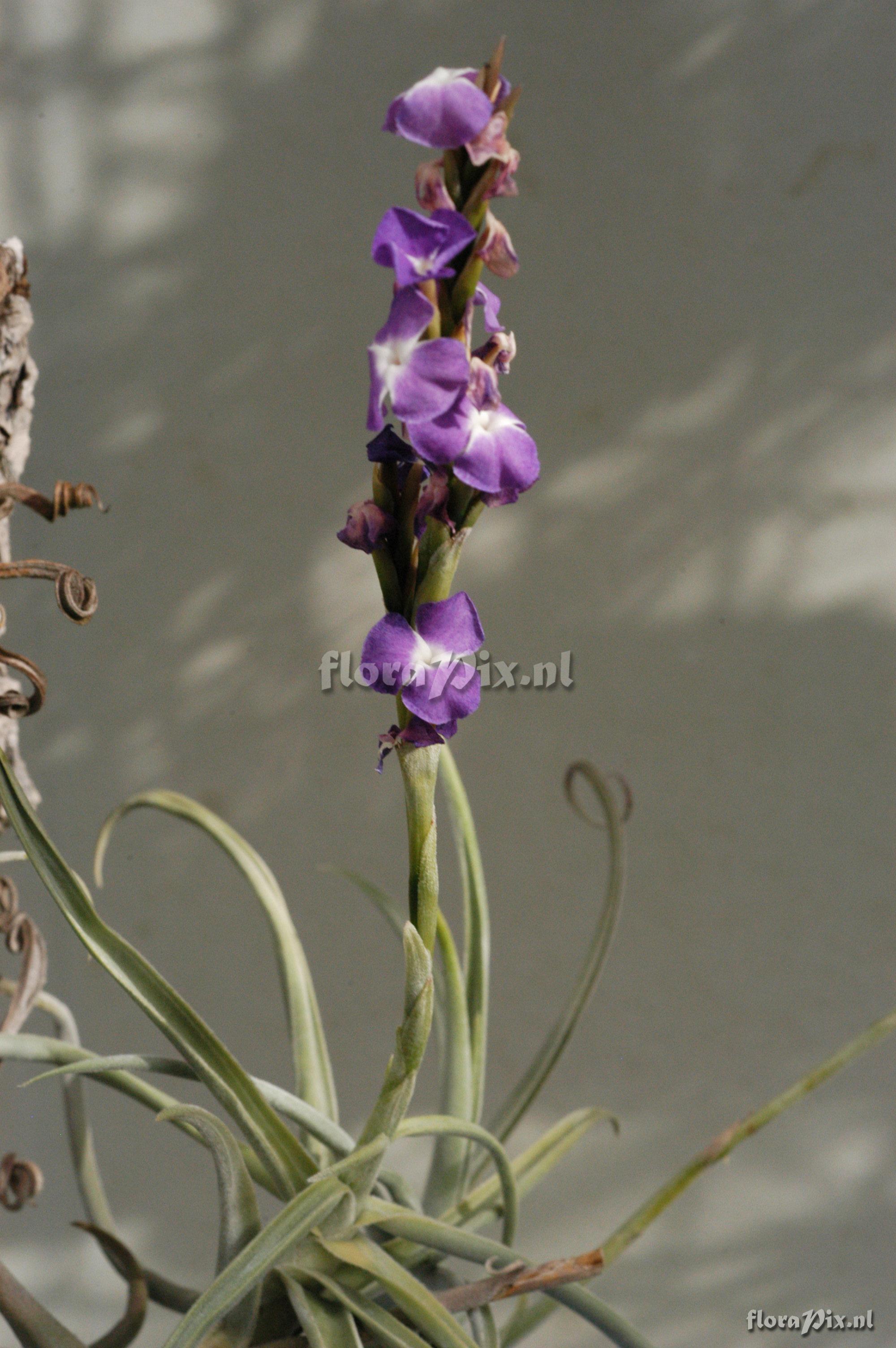 Tillandsia duratii var. duratii