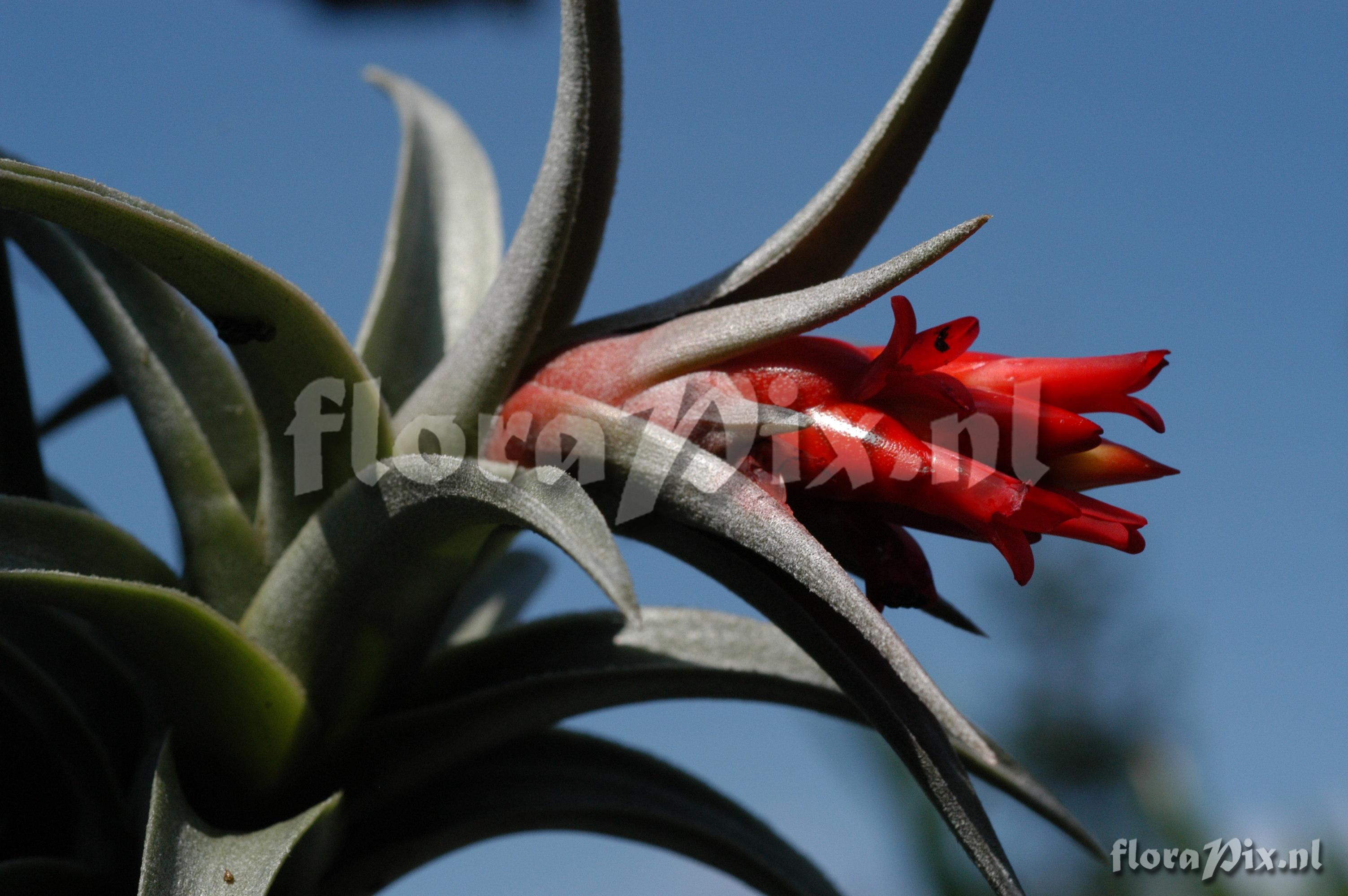 Tillandsia edithae