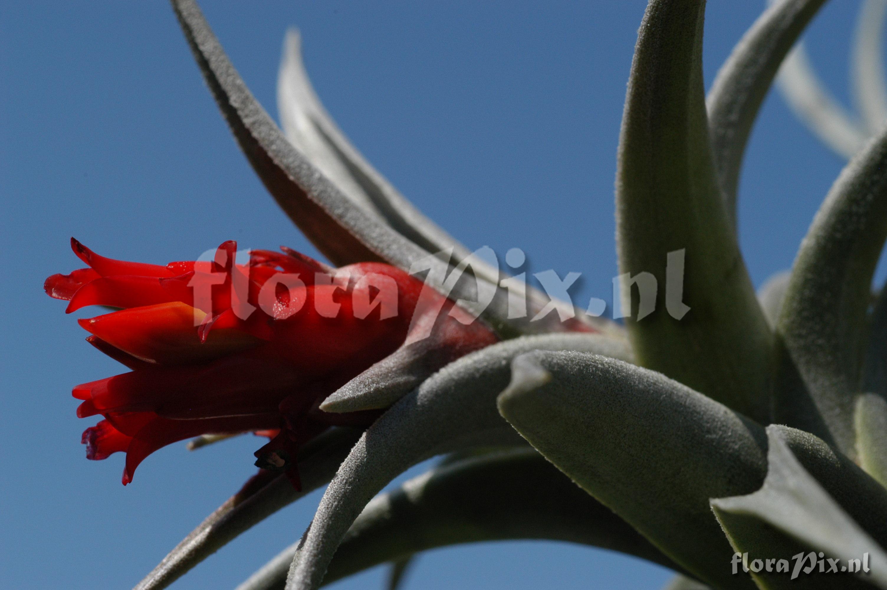 Tillandsia edithae