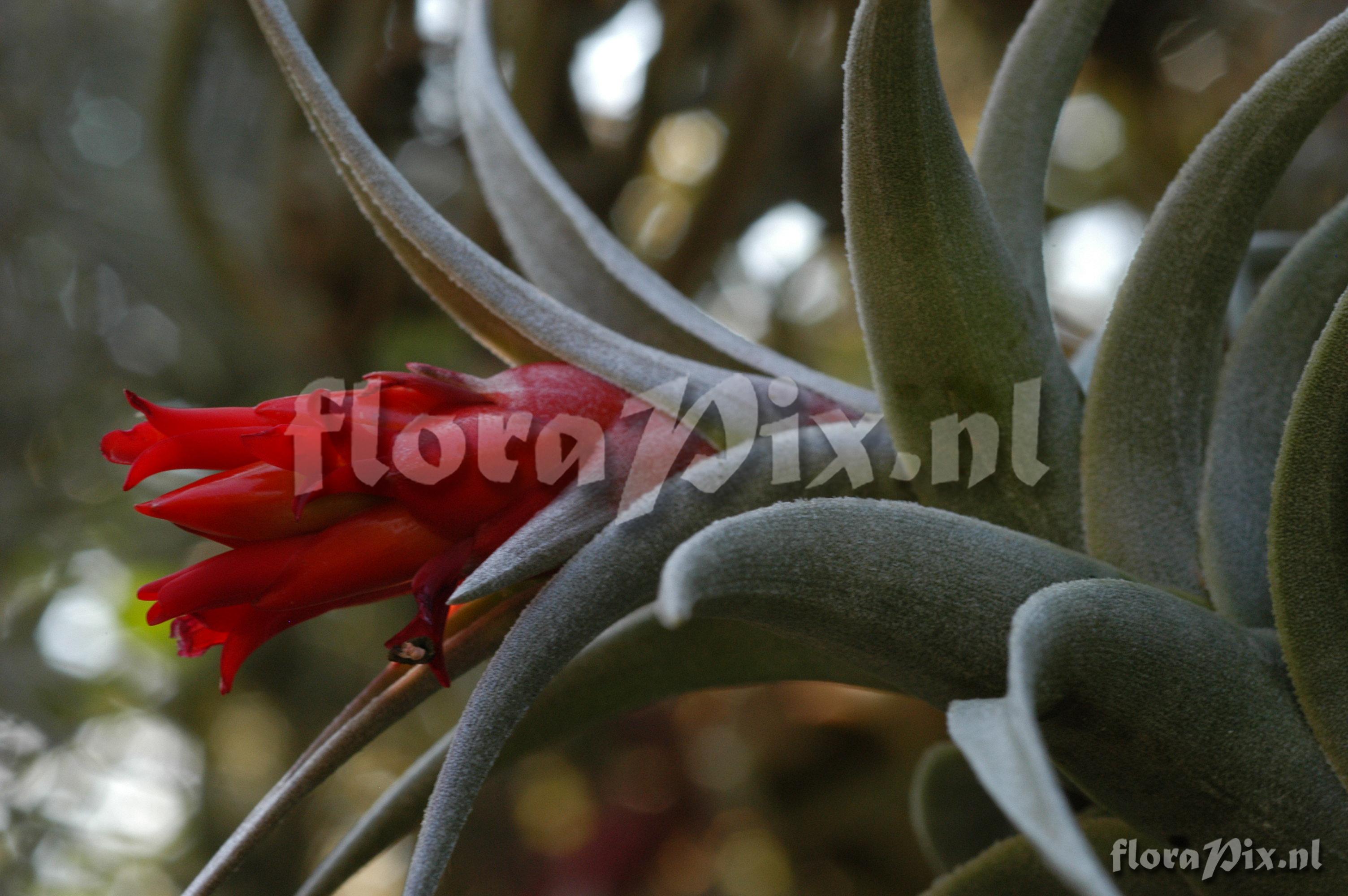 Tillandsia edithae