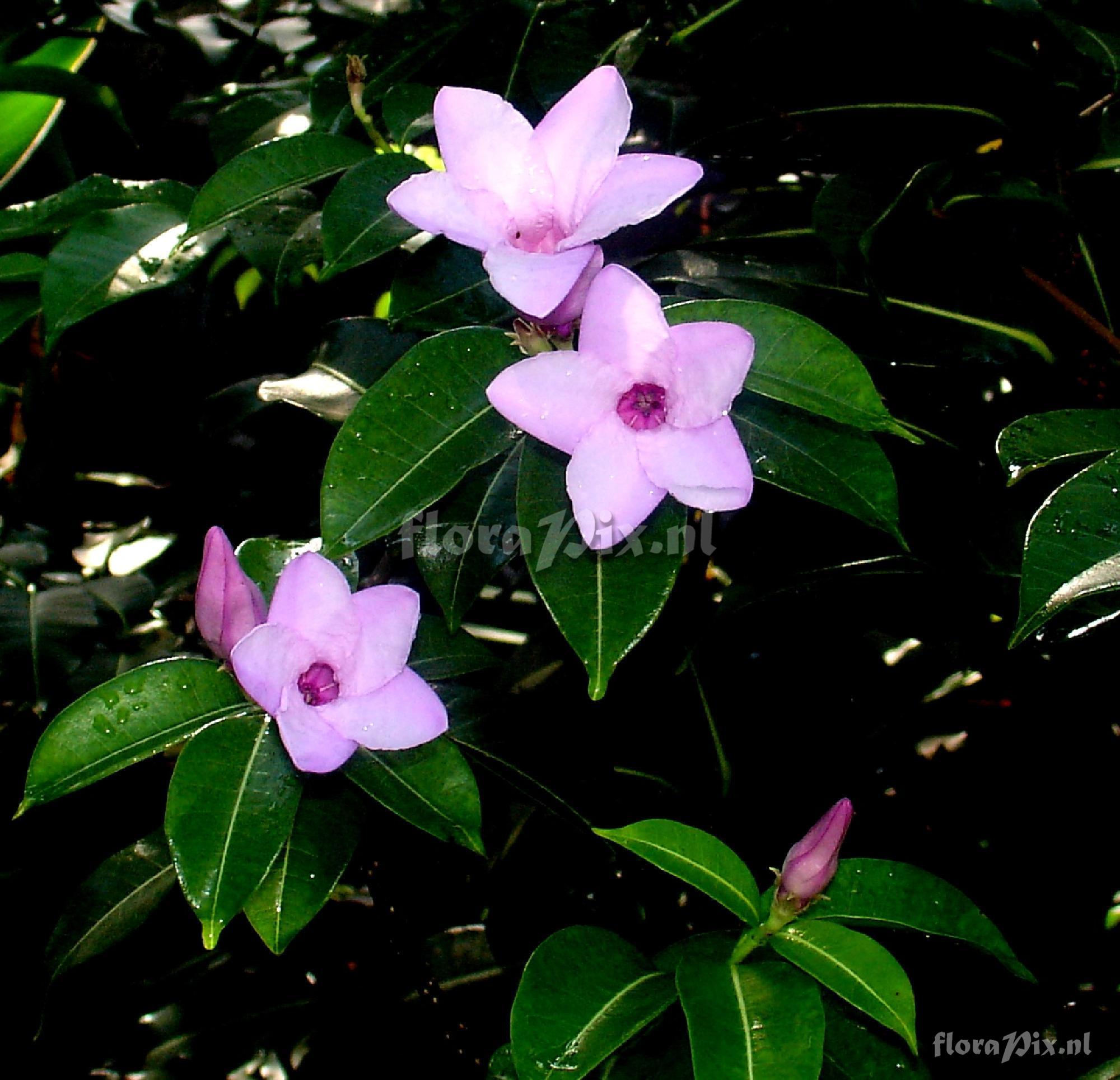 Dipledenia sp. Apocyanaceae