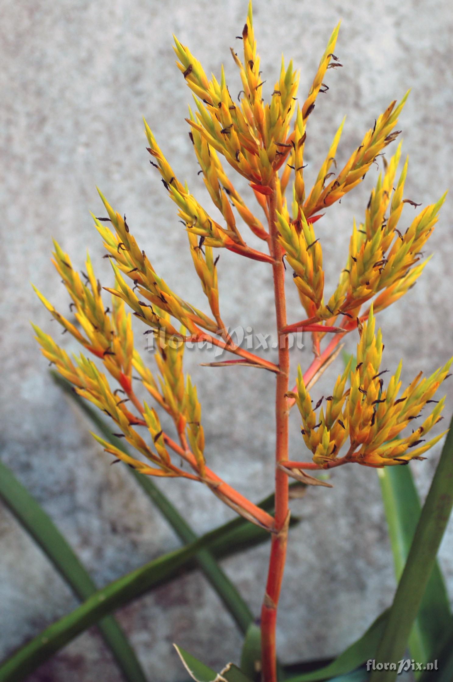 Aechmea blanchetiana