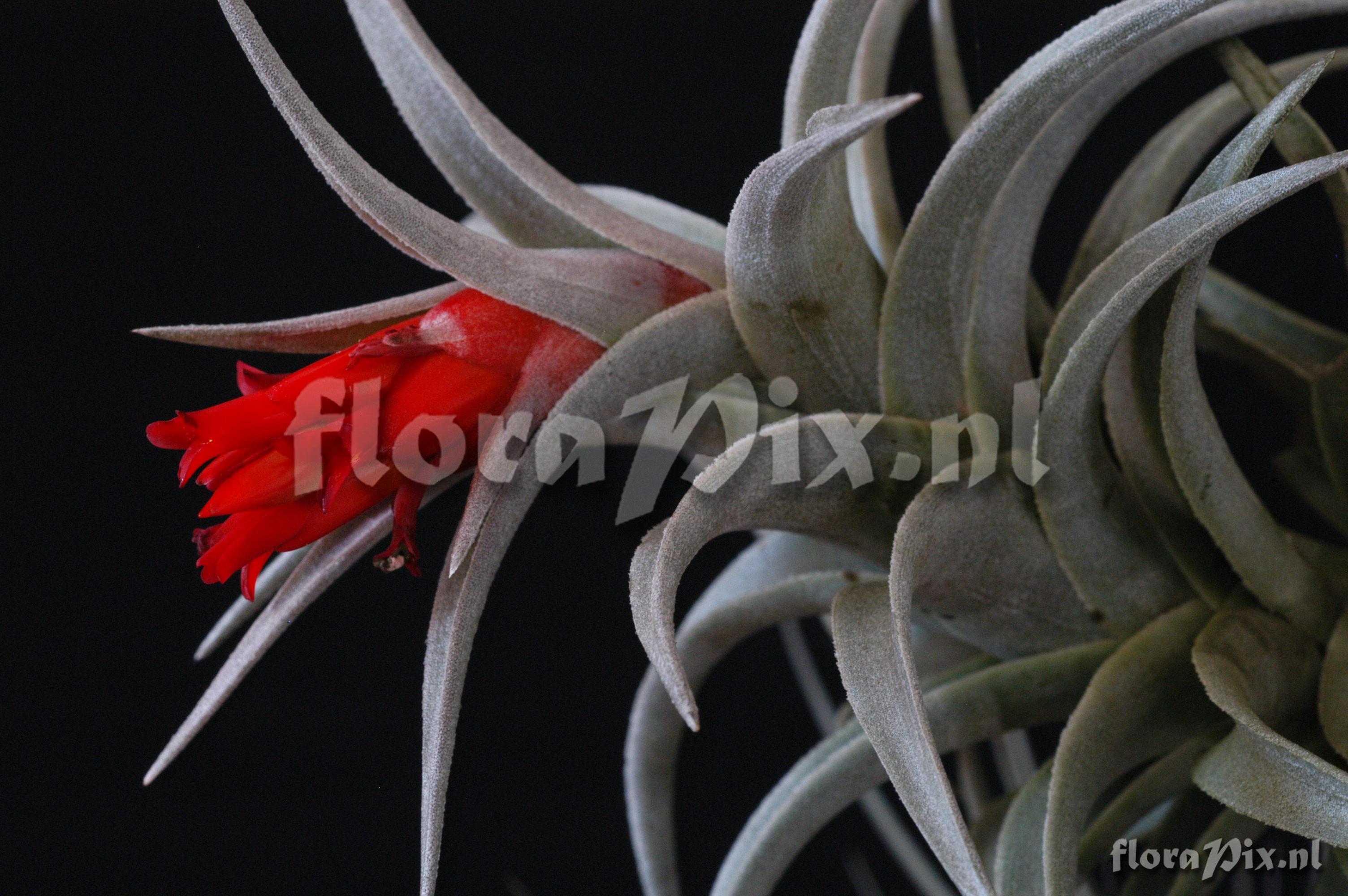 Tillandsia edithae