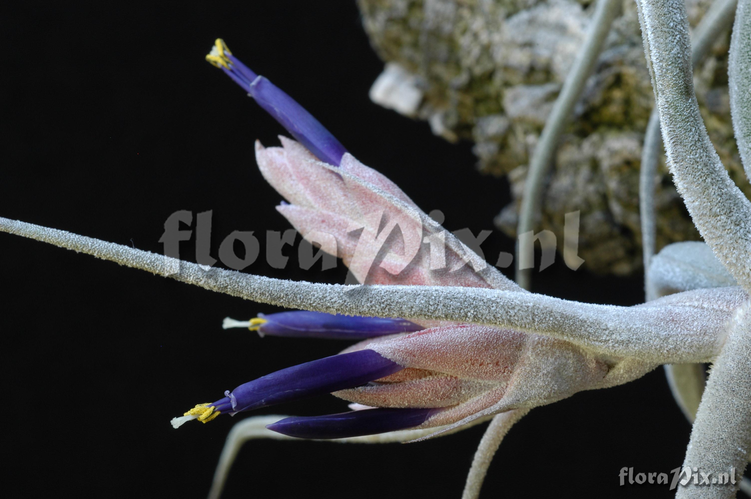 Tillandsia ehlersiana