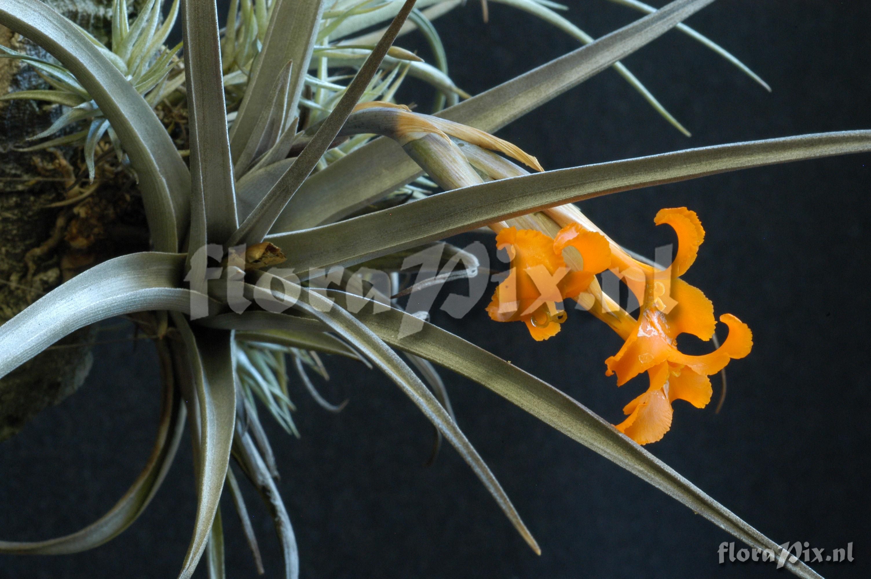 Tillandsia erici