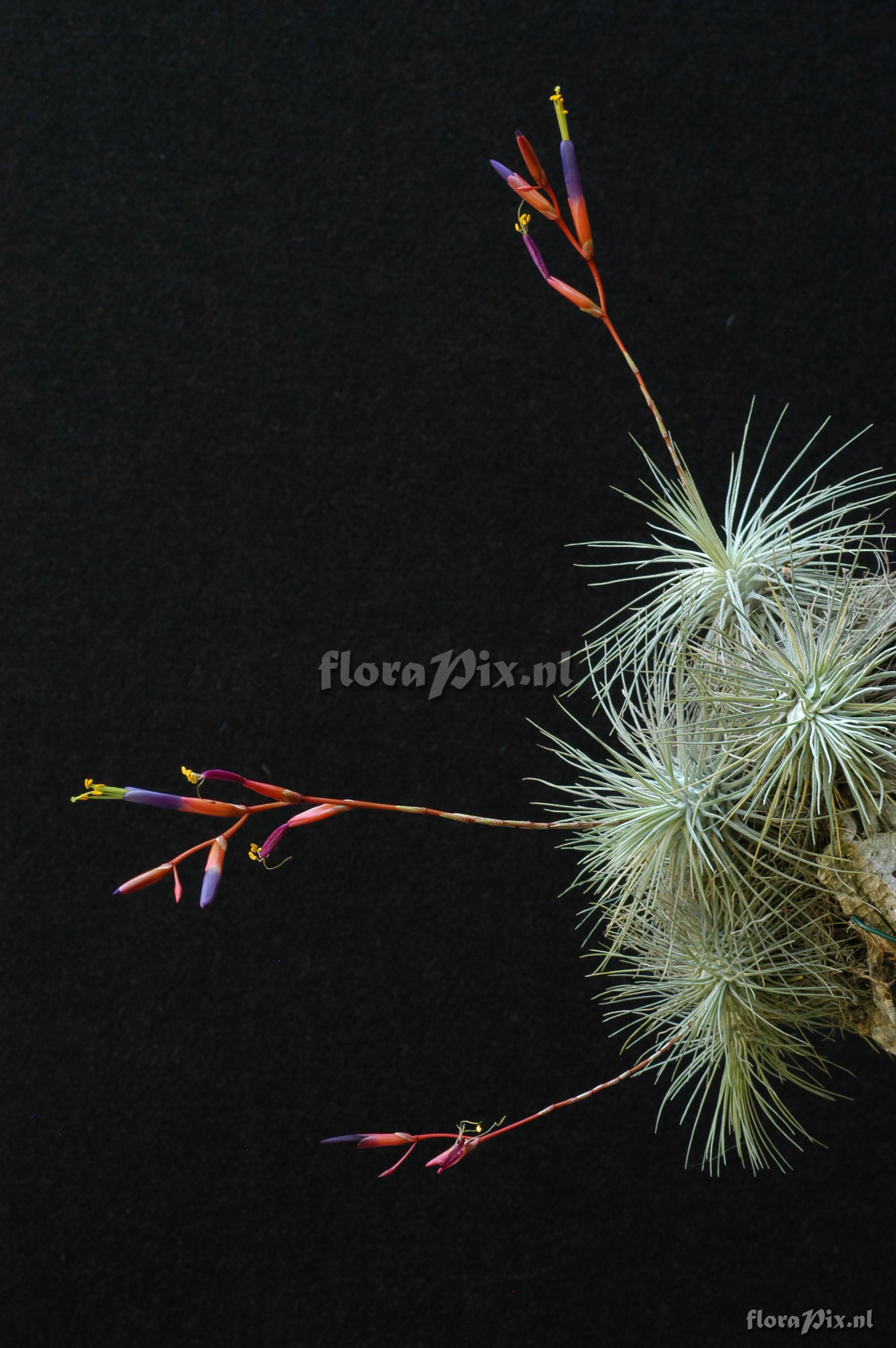 Tillandsia fuchsii