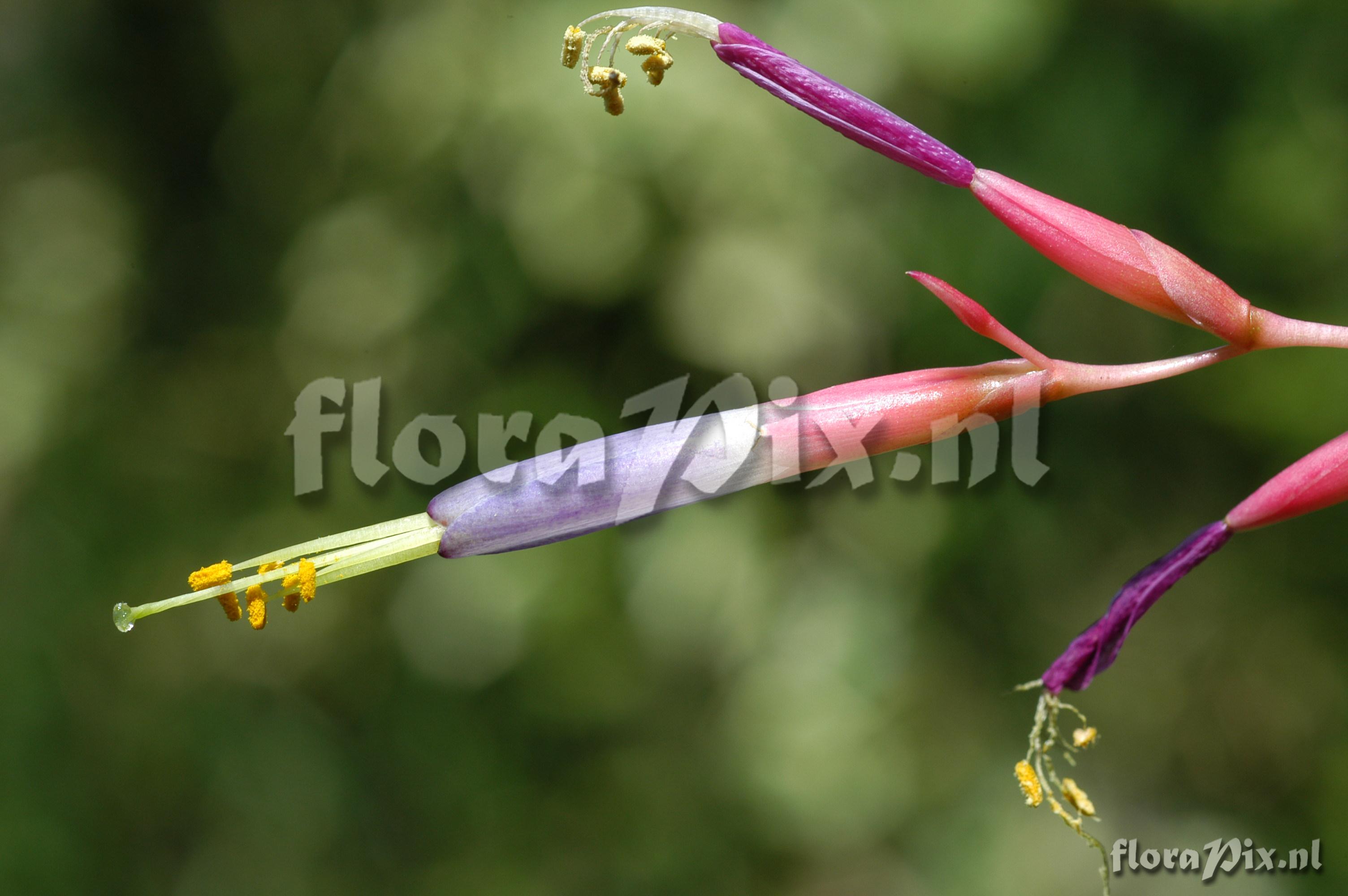 Tillandsia fuchsii