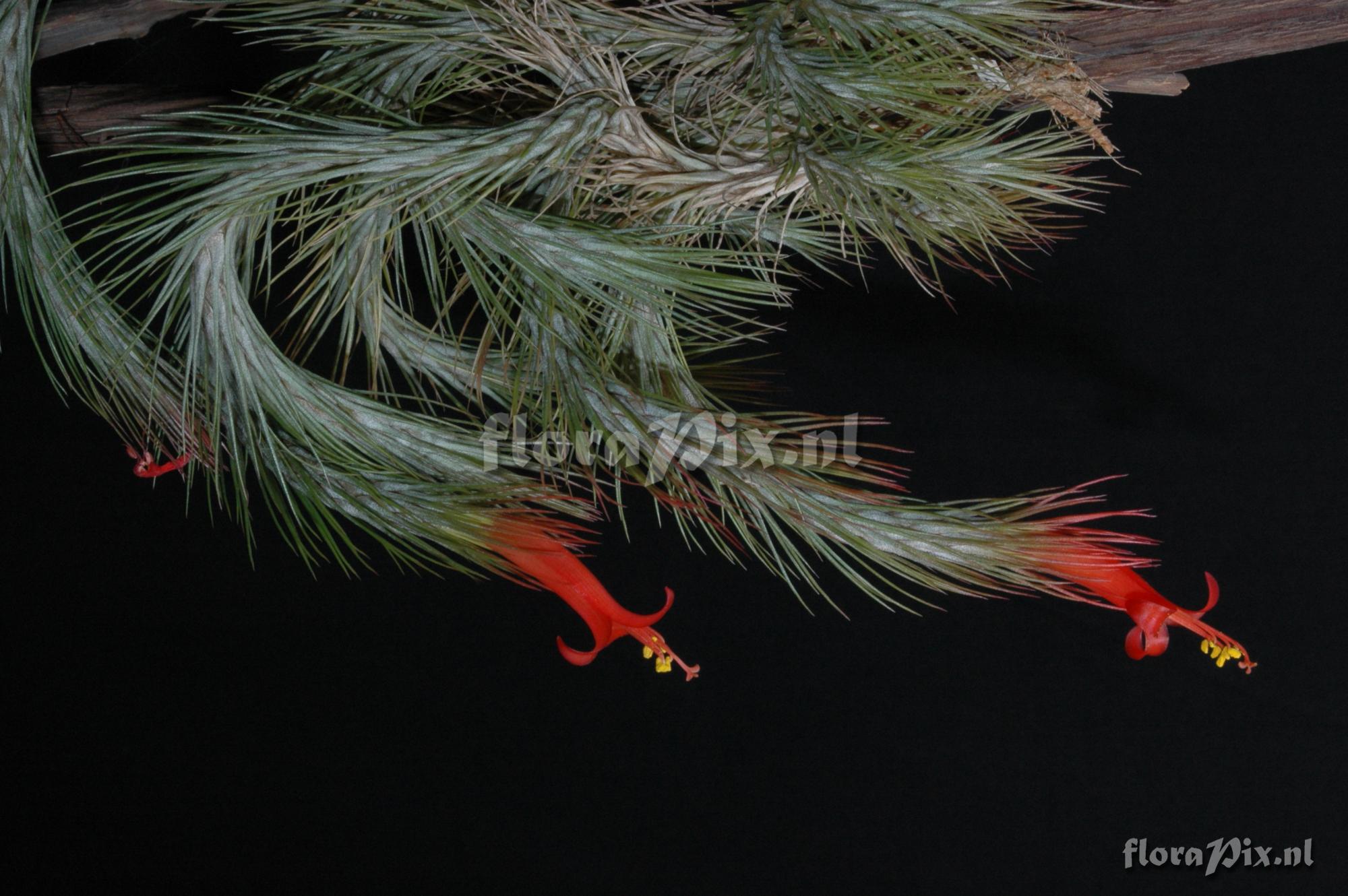 Tillandsia funciana