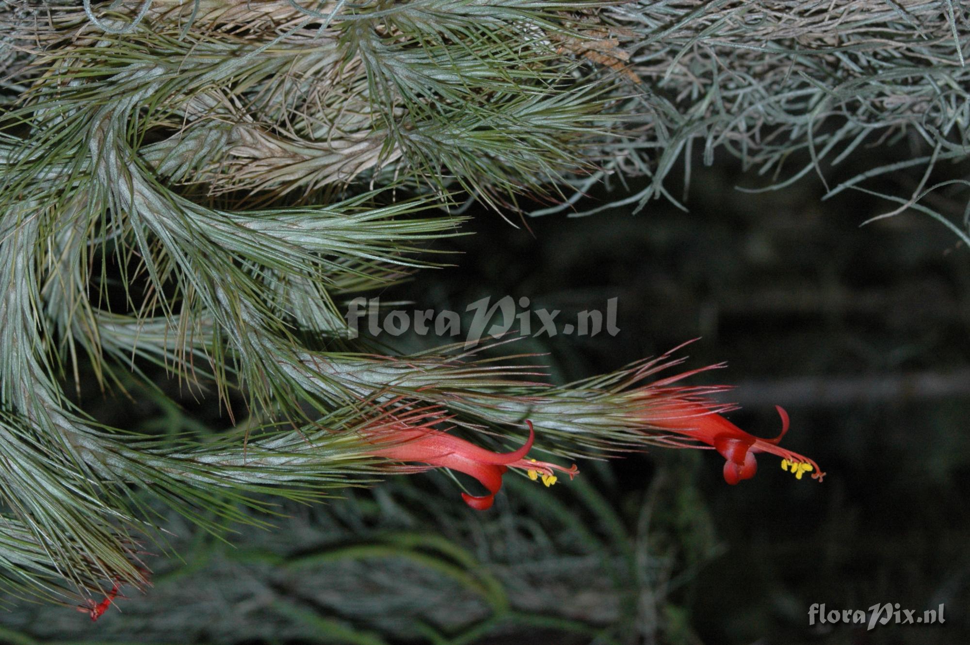 Tillandsia funciana