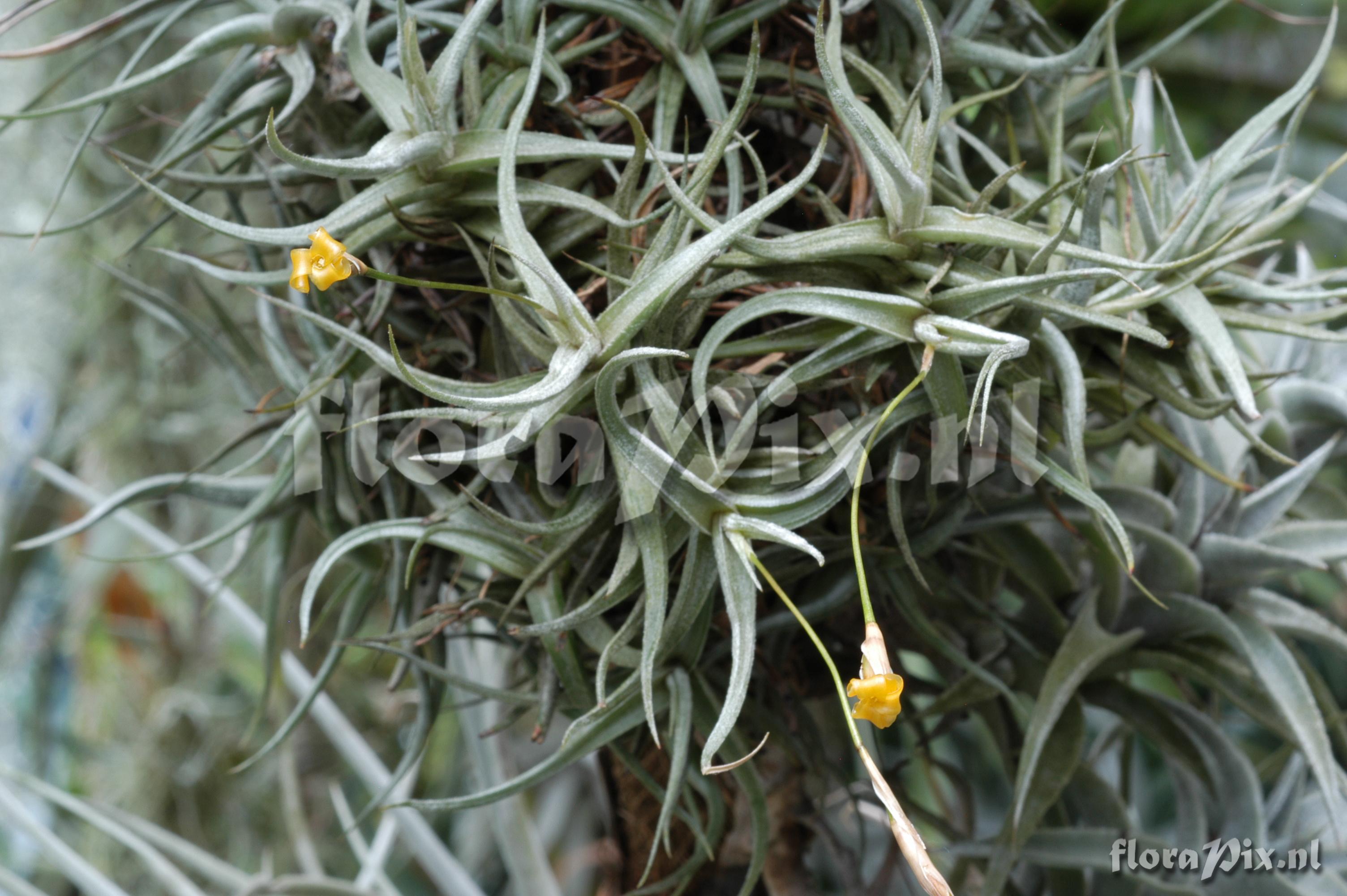 Tillandsia funenbris