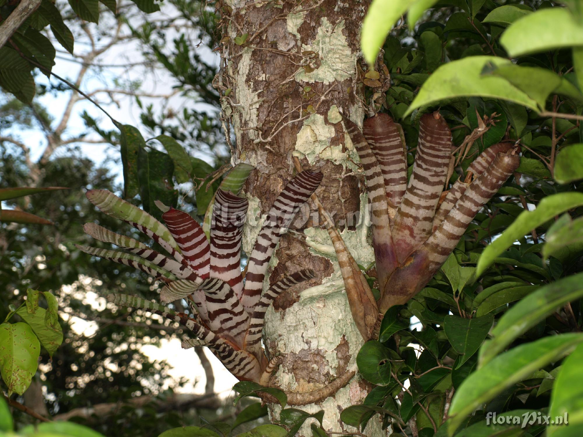 Aechmea chantinii var. chantinii