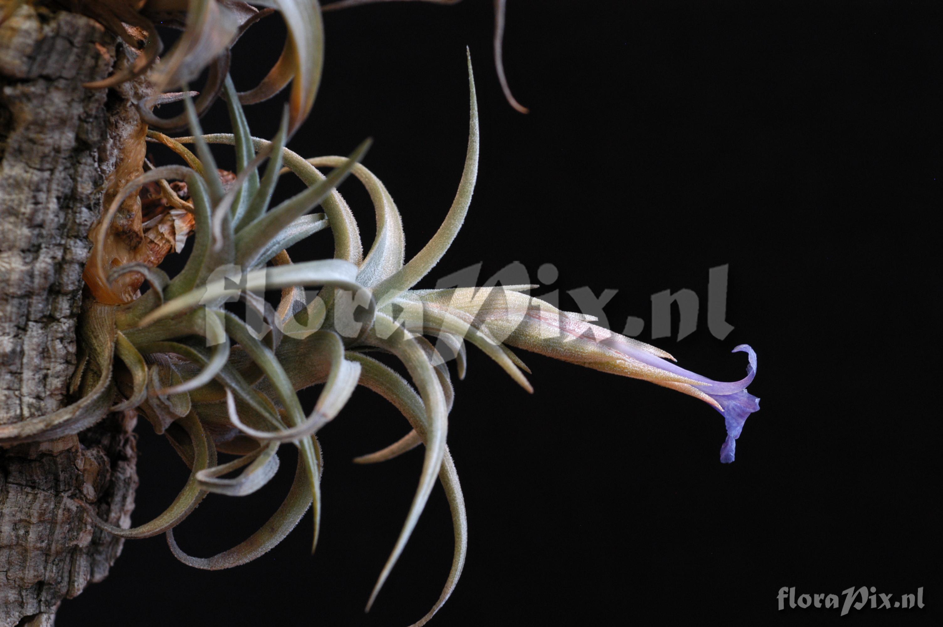 Tillandsia gerdae