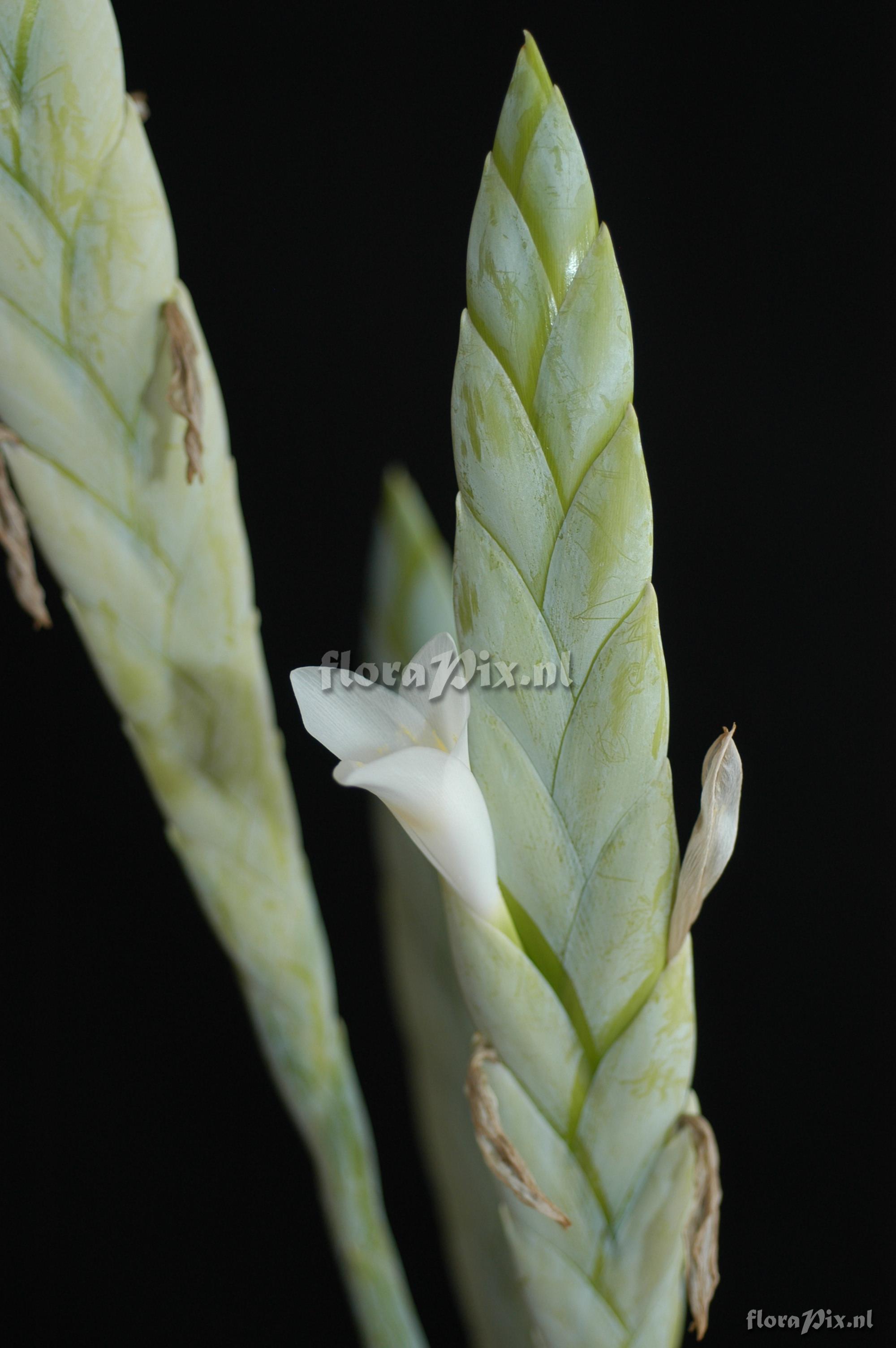 Tillandsia heterophylla