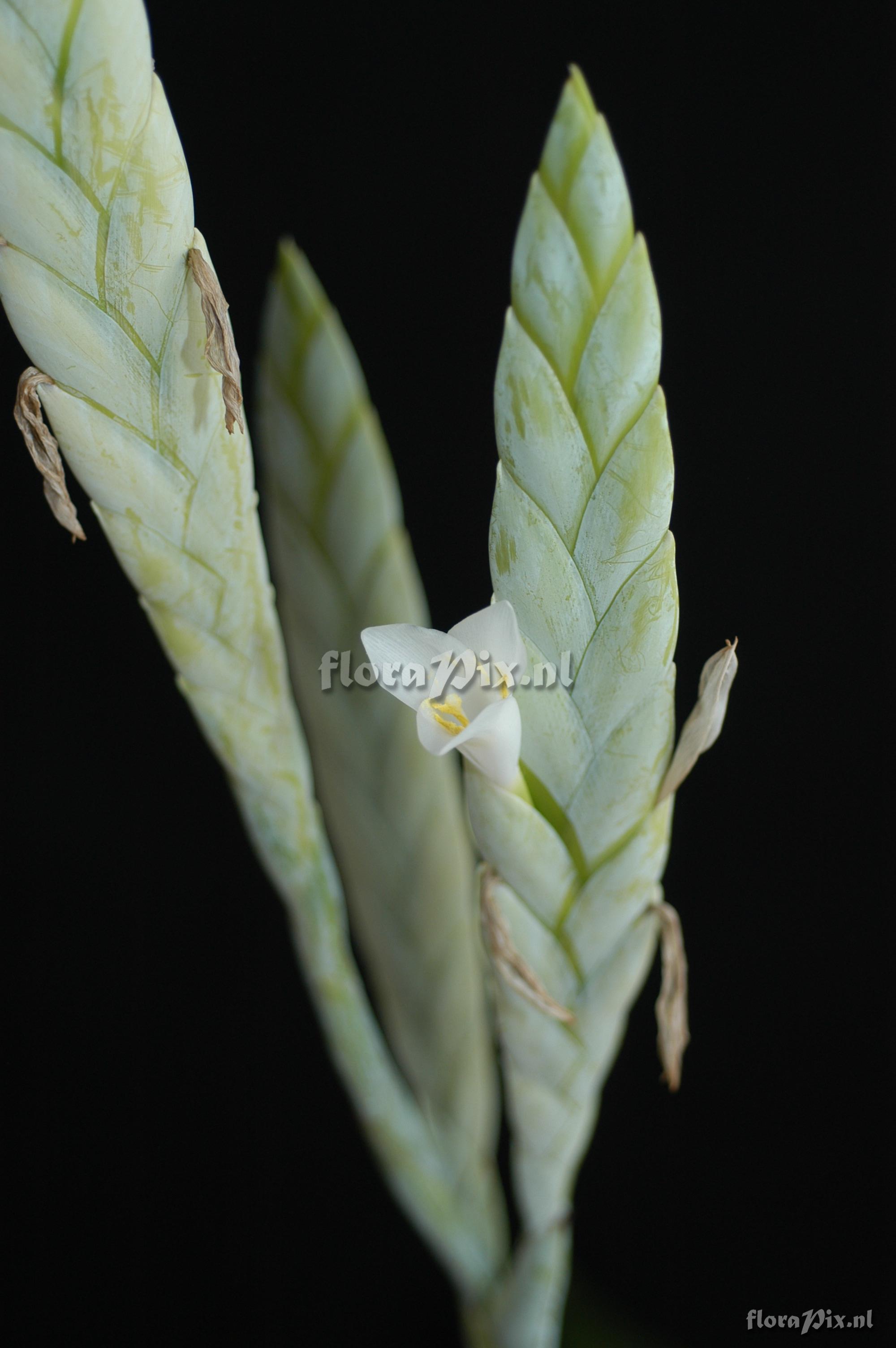 Tillandsia heterophylla