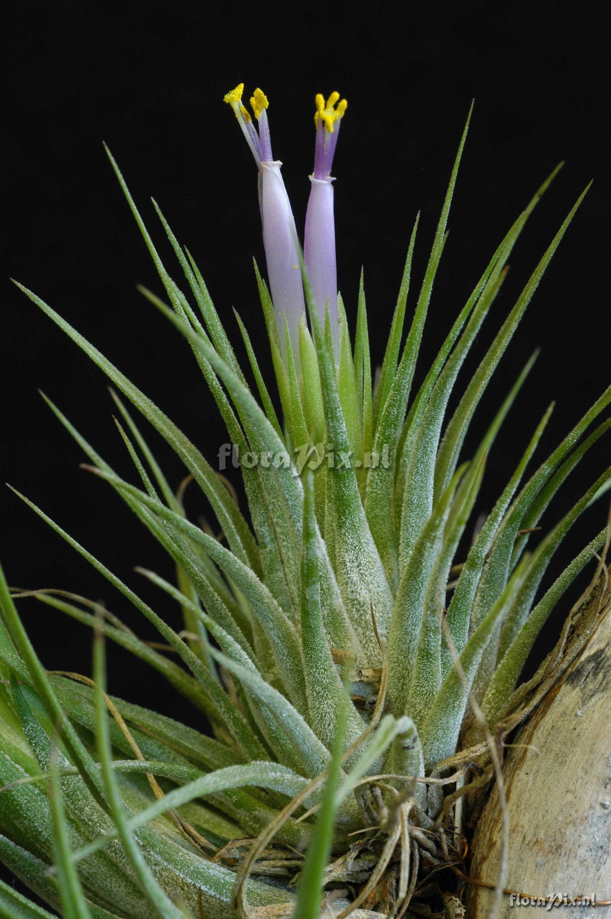 Tillandsia ionantha var scaposa