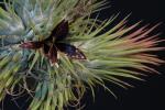 Maxillaria parkeri 1900ZW10787