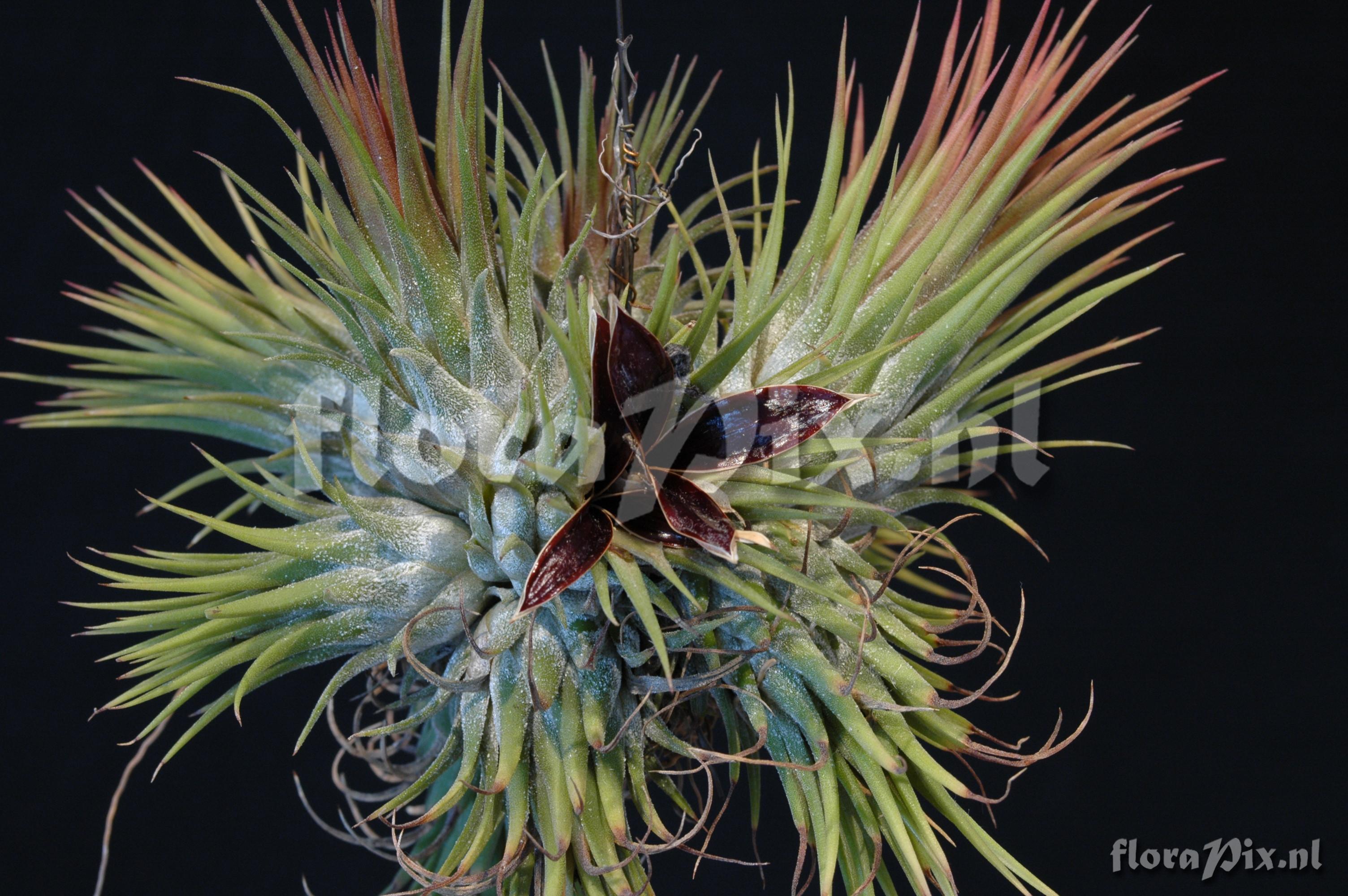 Tillandsia ionantha var. stricta