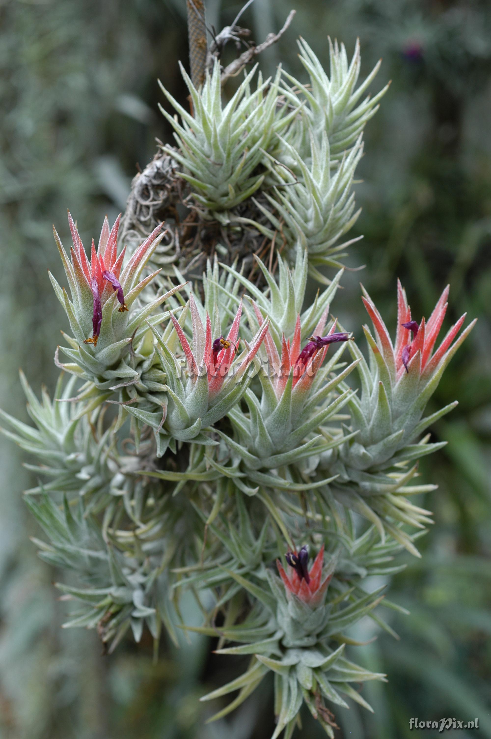 Tillandsia ionanthaVanHiningii