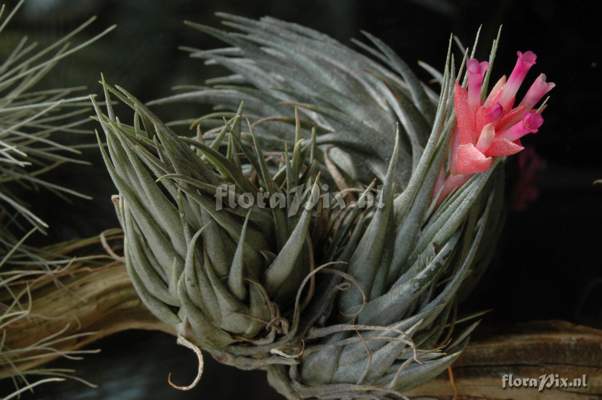 Tillandsia kautskii