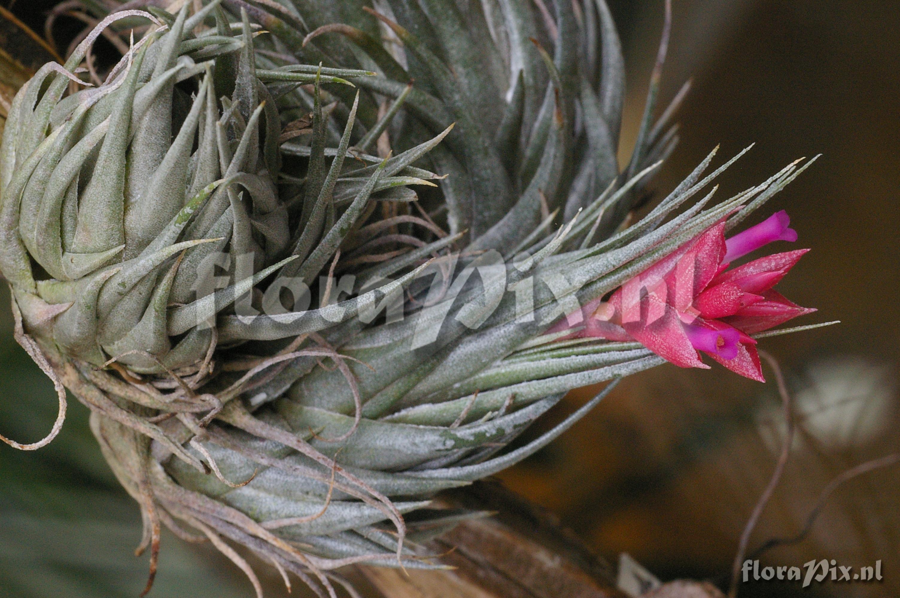 Tillandsia kautskii