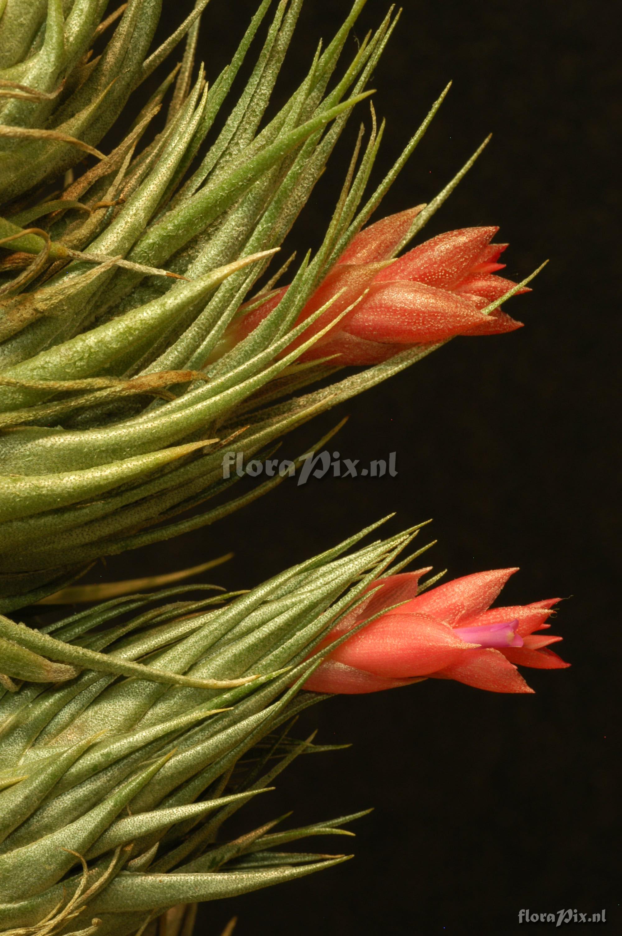 Tillandsia diaguitensis 2001GR01054