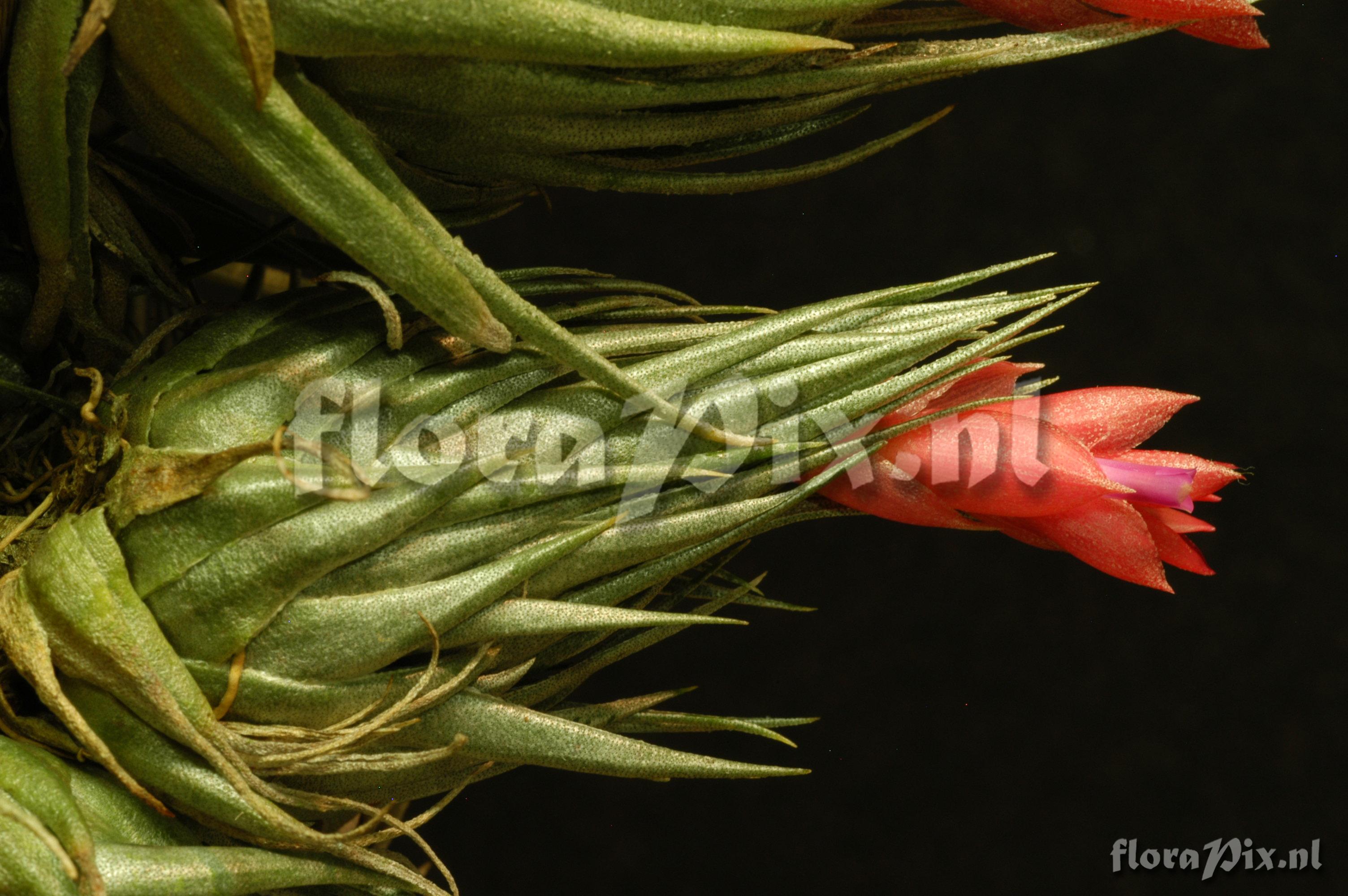 Tillandsia kautskyi