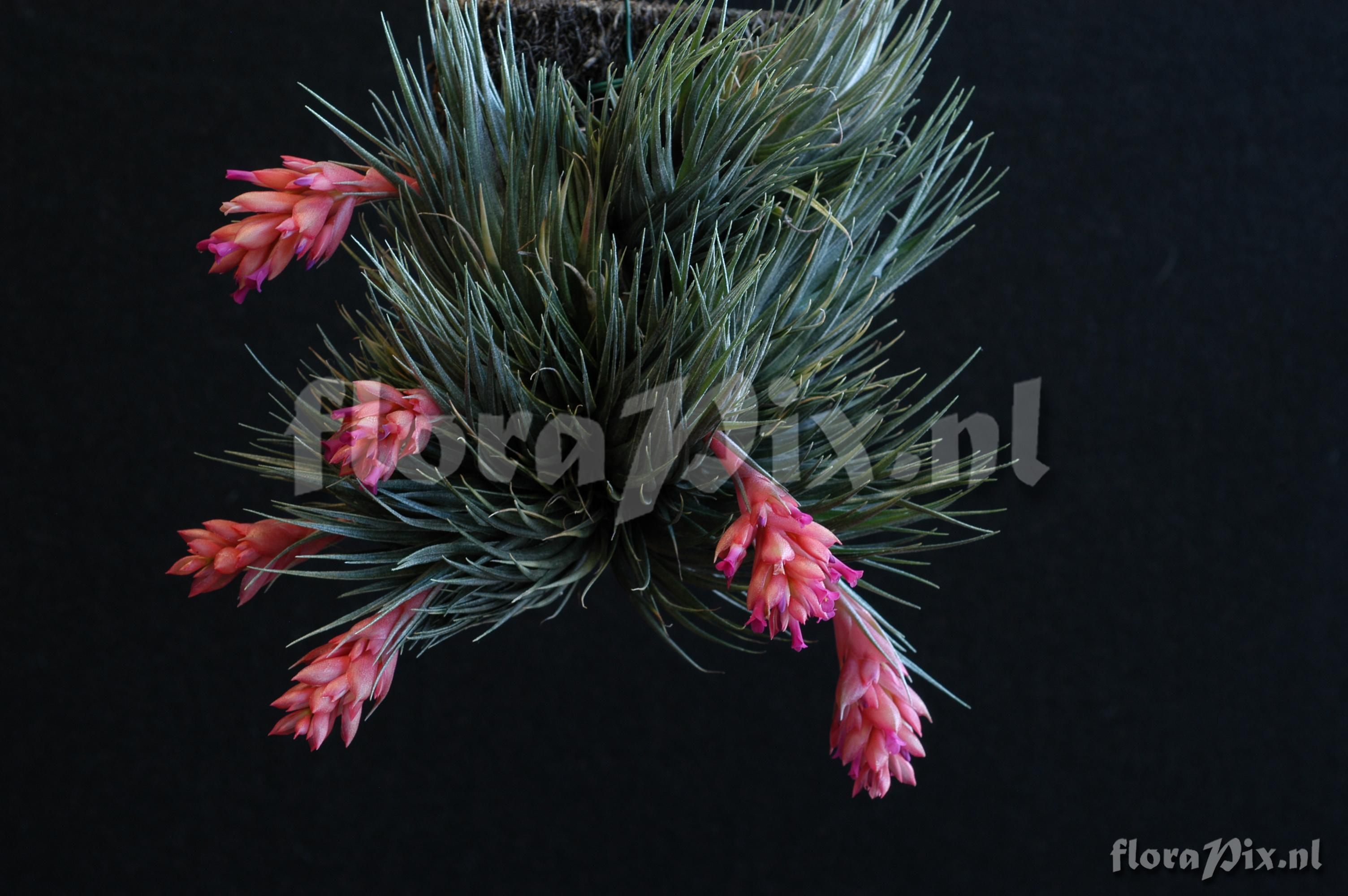 Tillandsia kautskyi