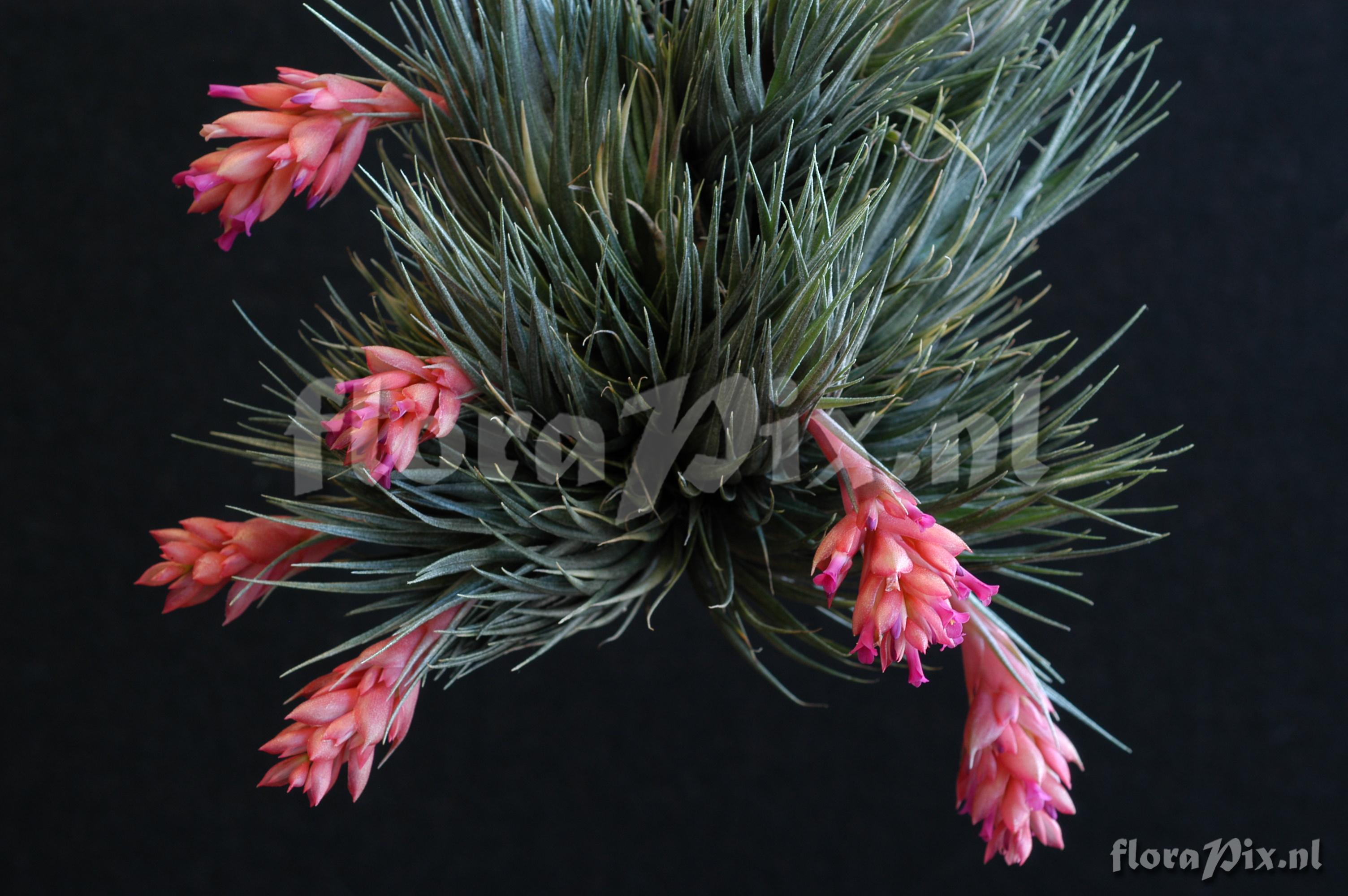 Tillandsia kautskyi