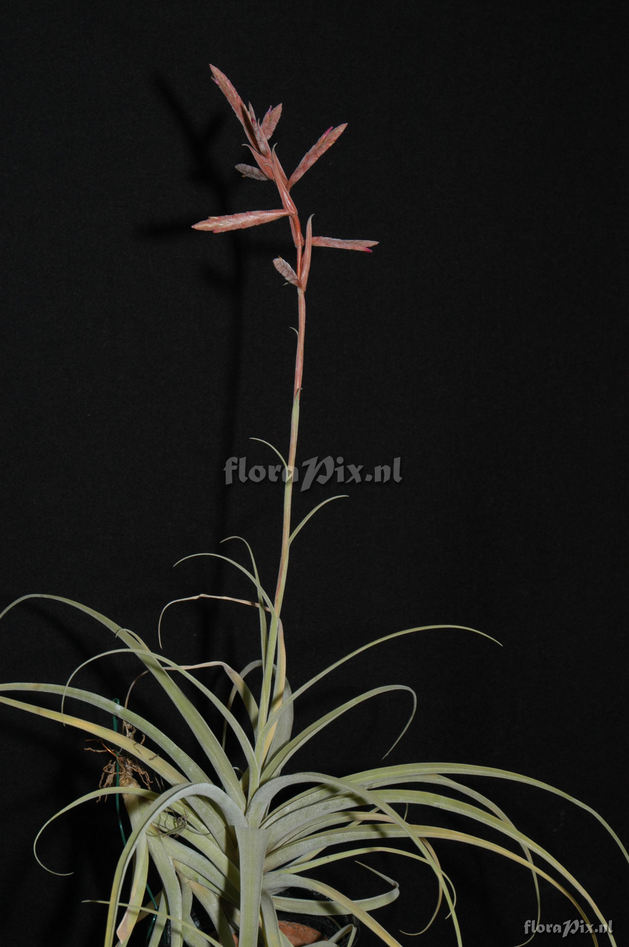 Tillandsia latifolia