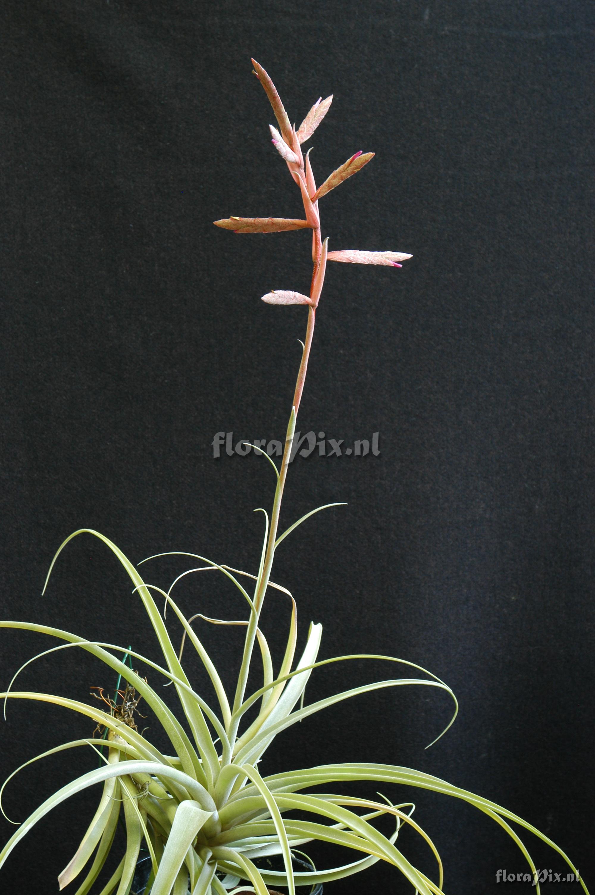 Tillandsia latifolia