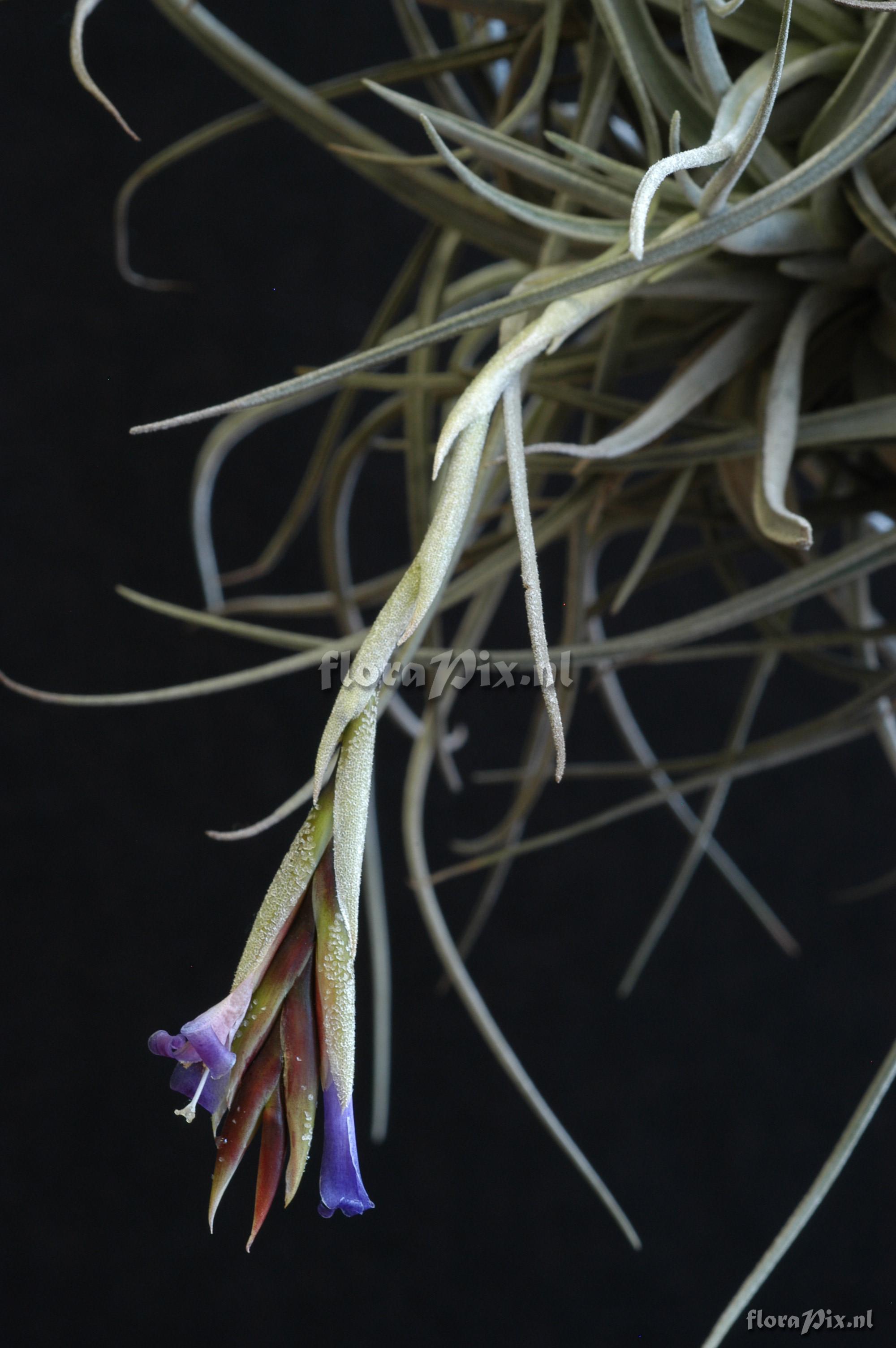 Tillandsia lorentziana