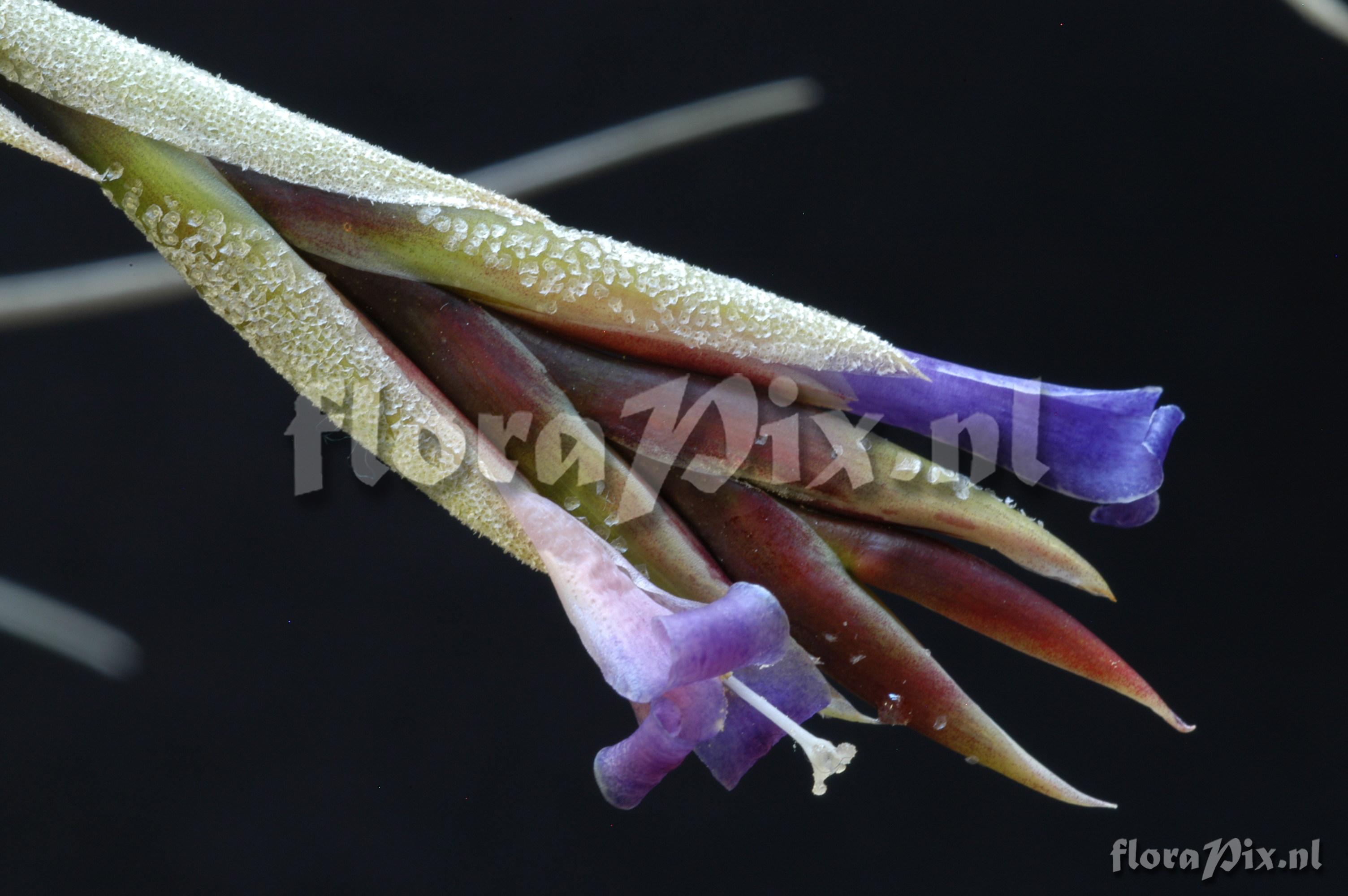 Tillandsia lorentziana