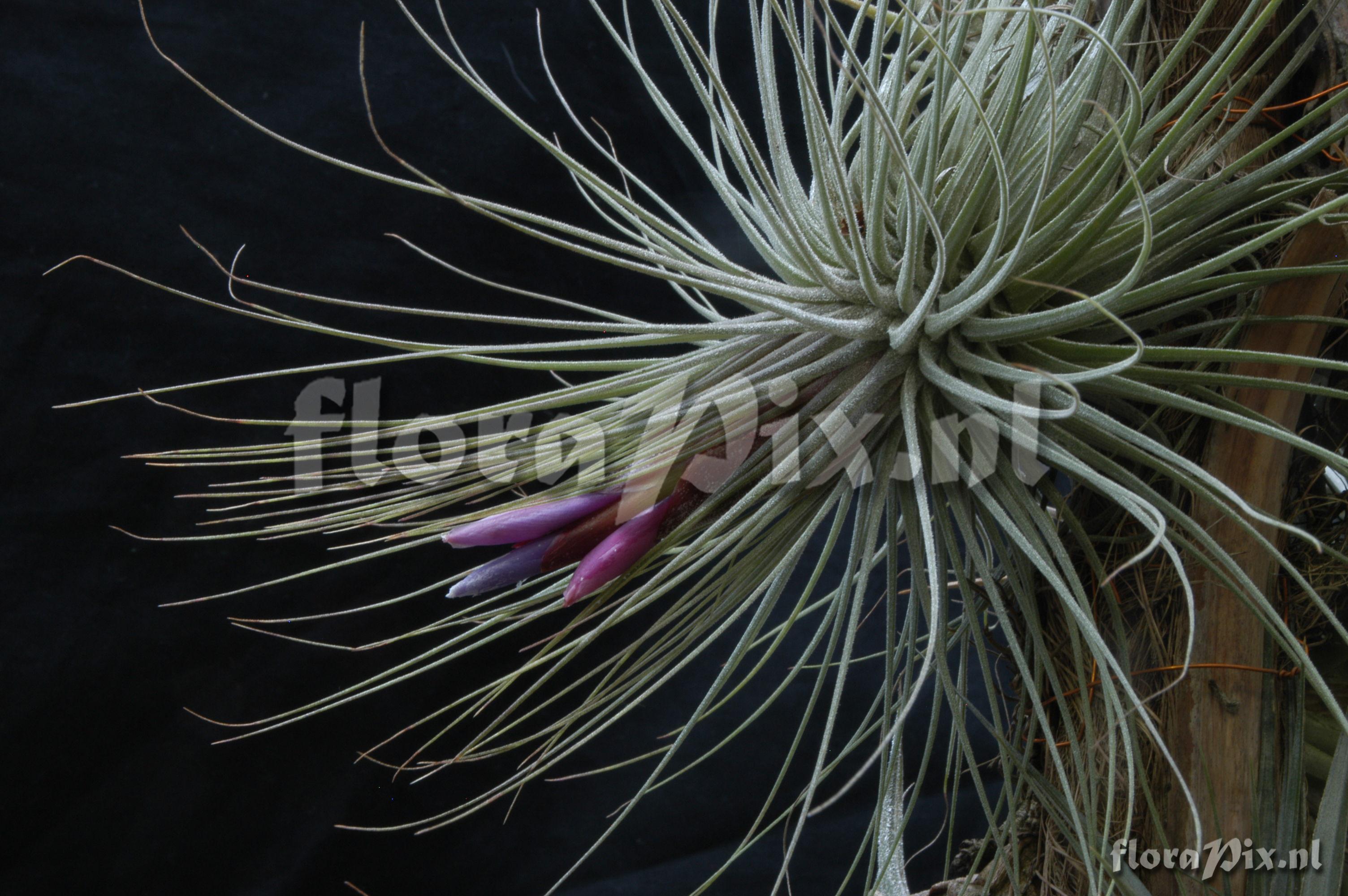 Tillandsia magnusiana