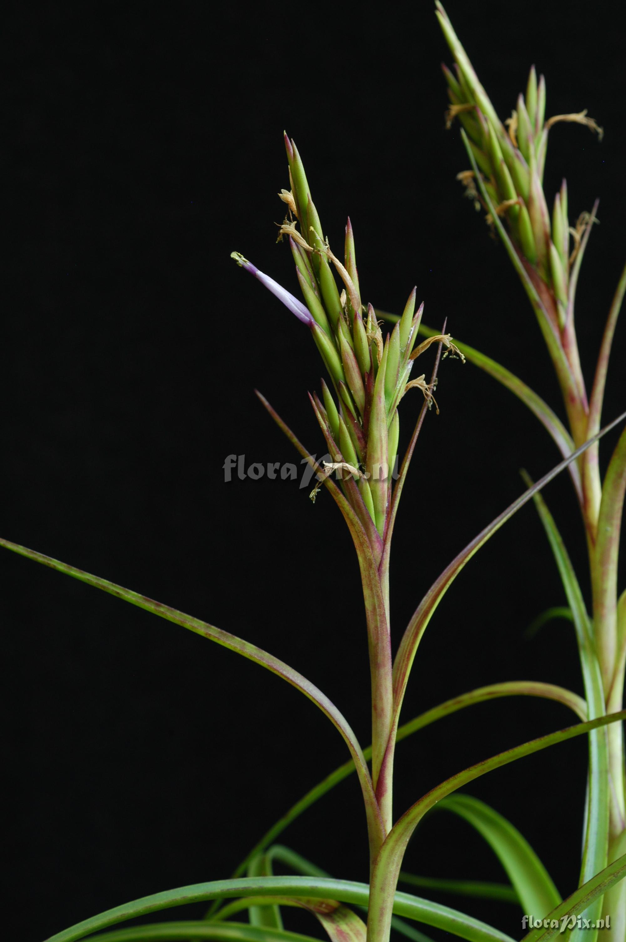 Tillandsia polystachia