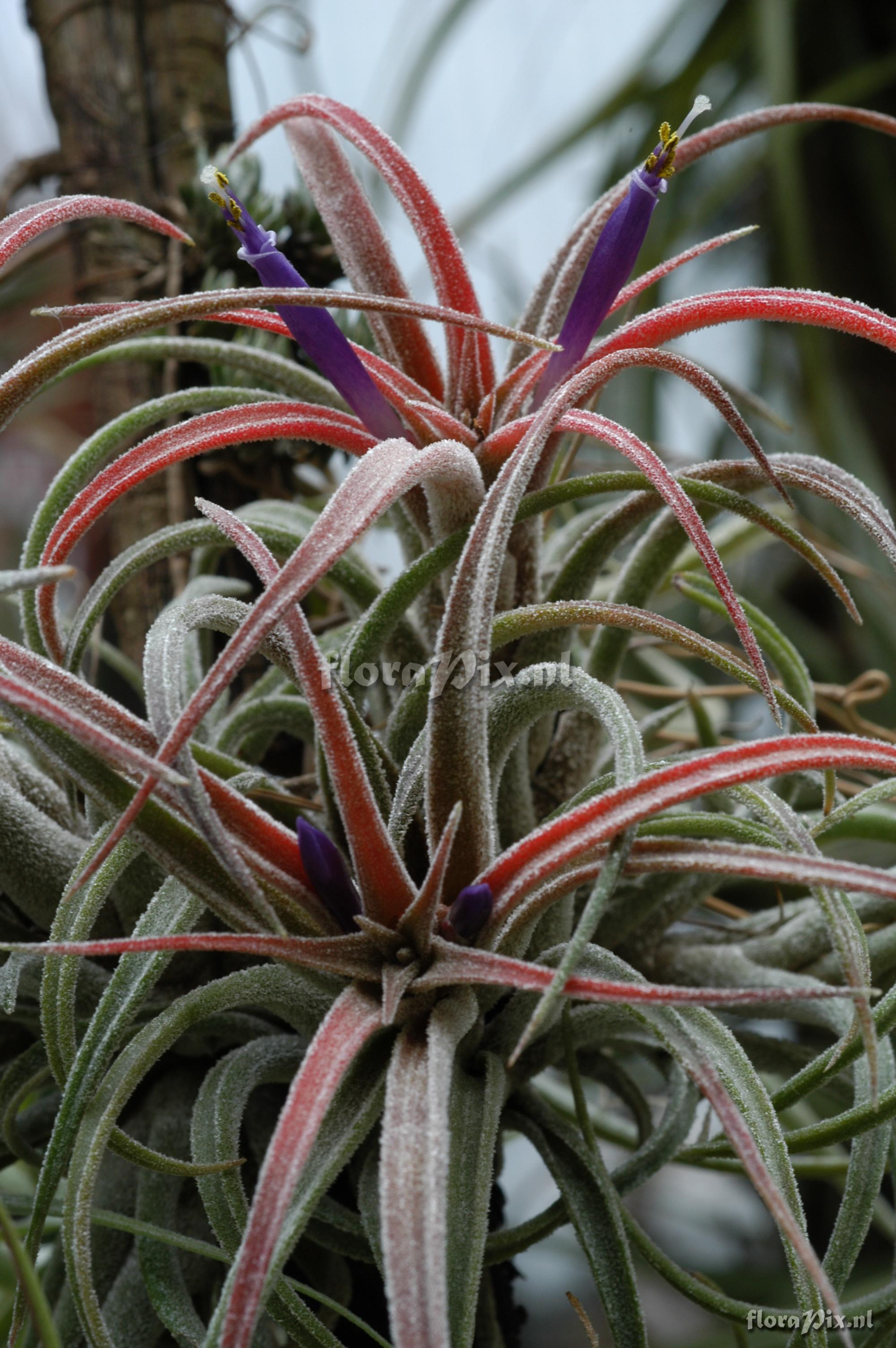 Tillandsia praschekii