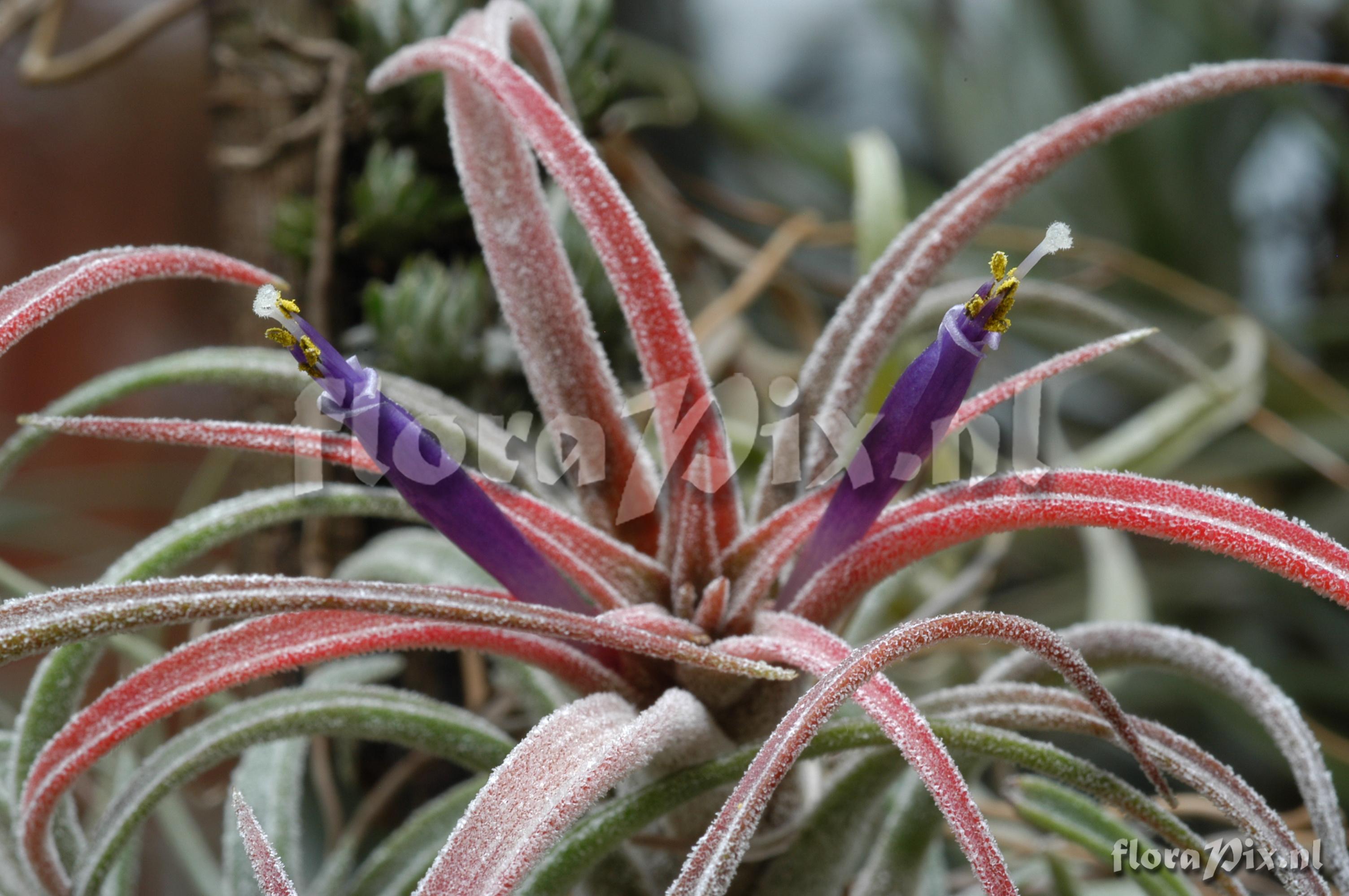 Tillandsia praschekii