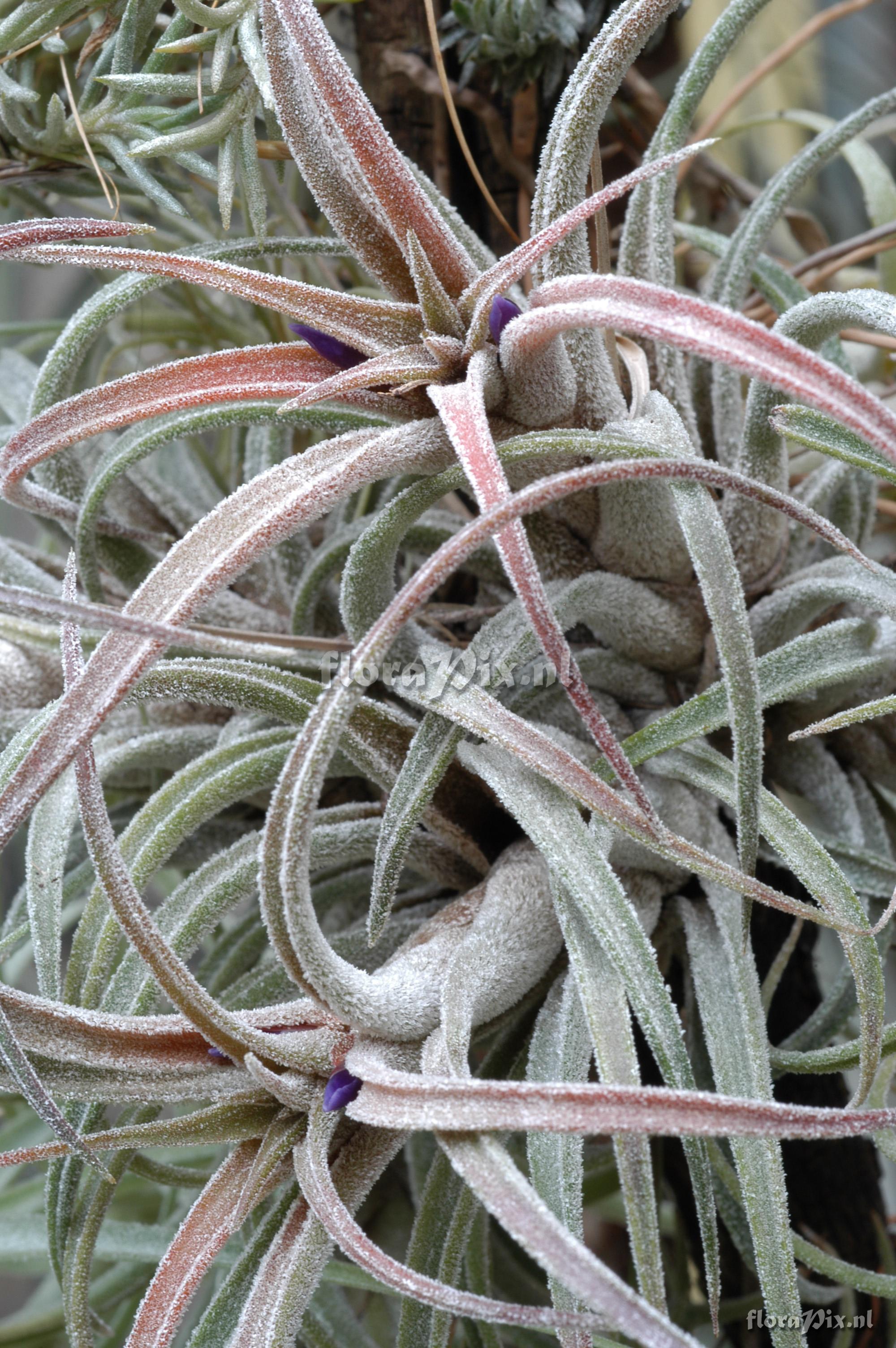 Tillandsia praschekii