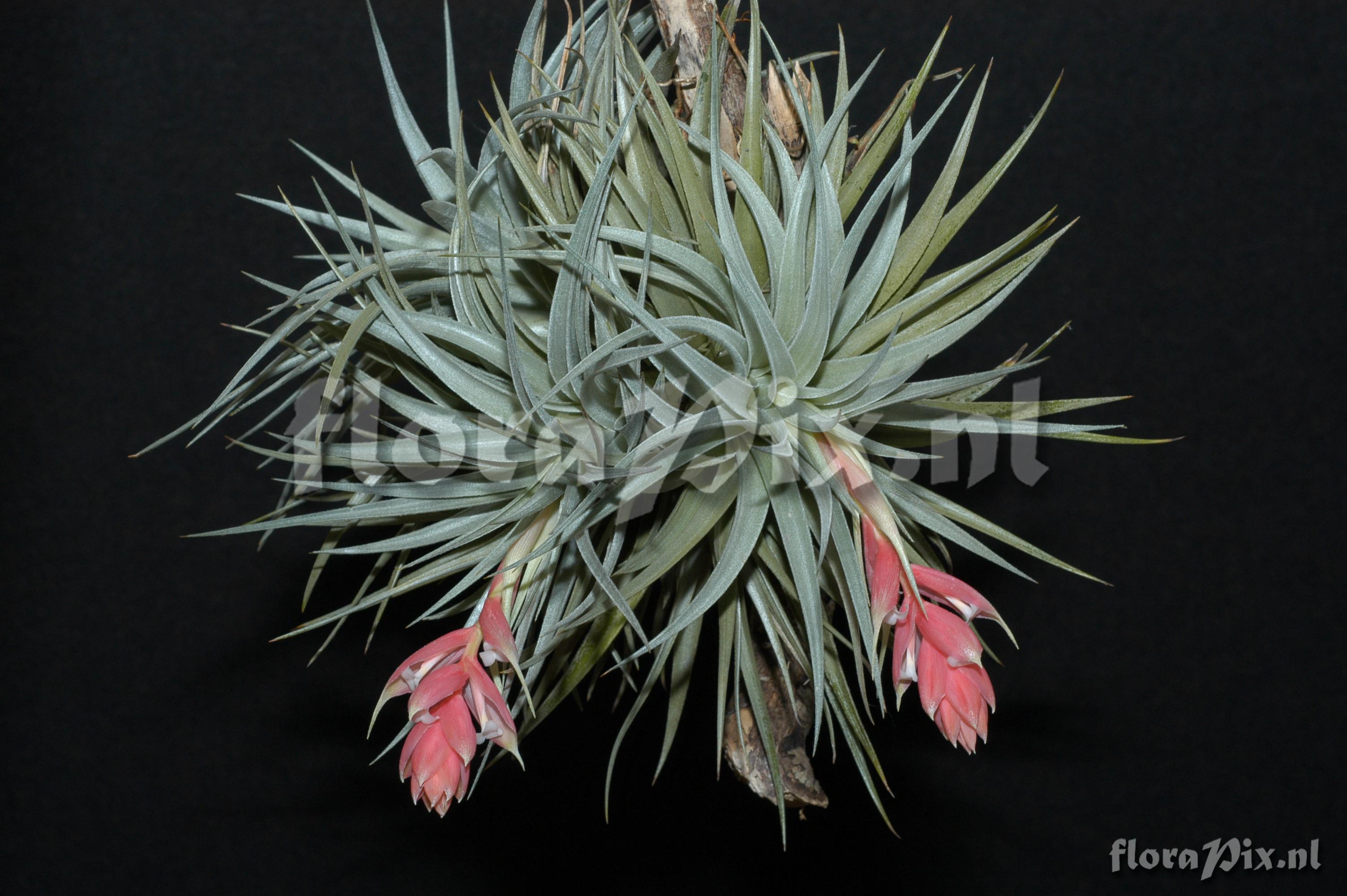 Tillandsia recurvifolia