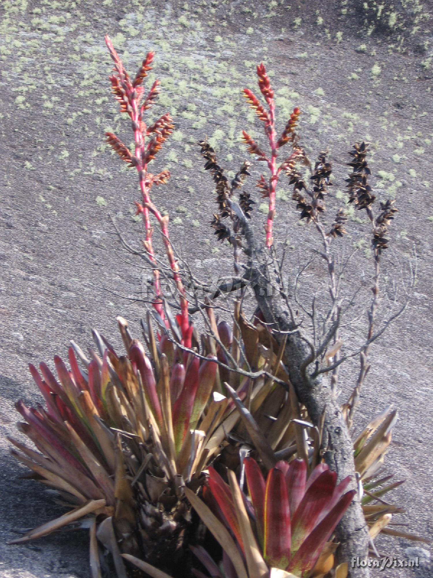 Vriesea sp.