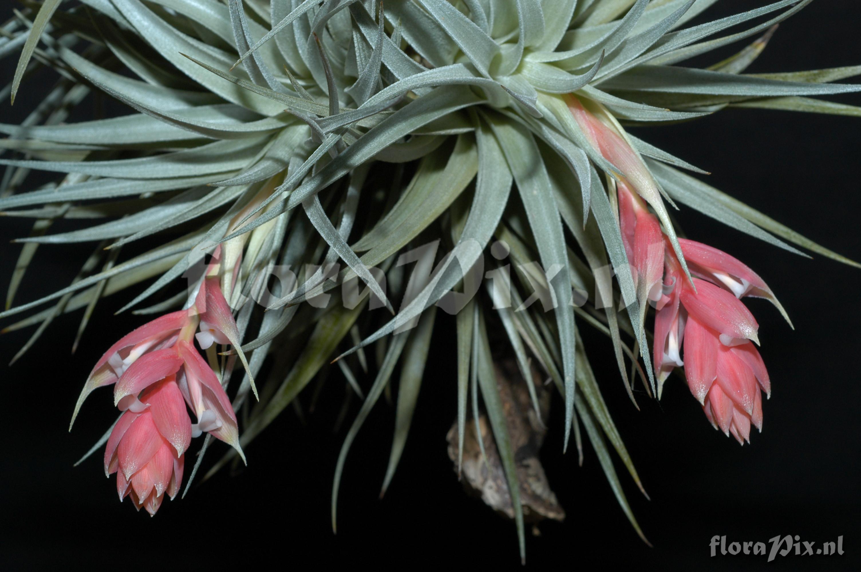 Tillandsia recurvifolia