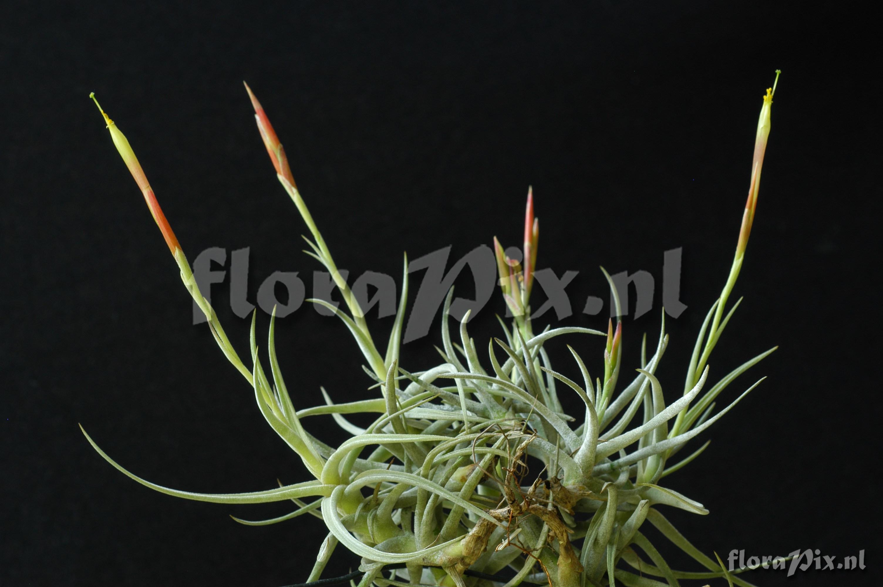 Tillandsia schiedeana