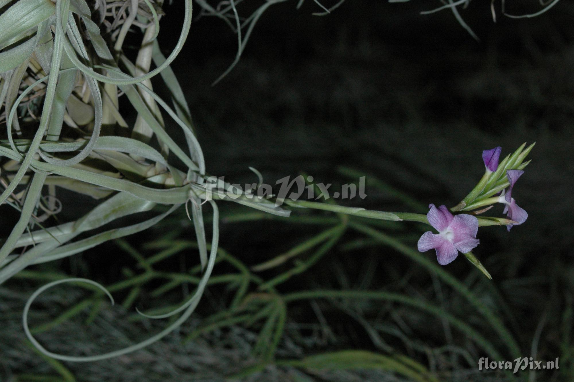 Tillandsia streptocarpa