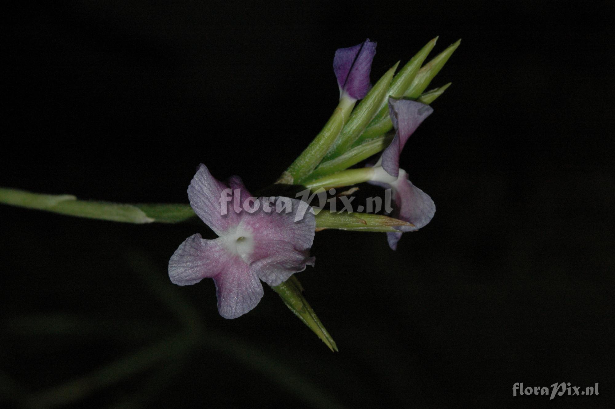 Tillandsia streptocarpa