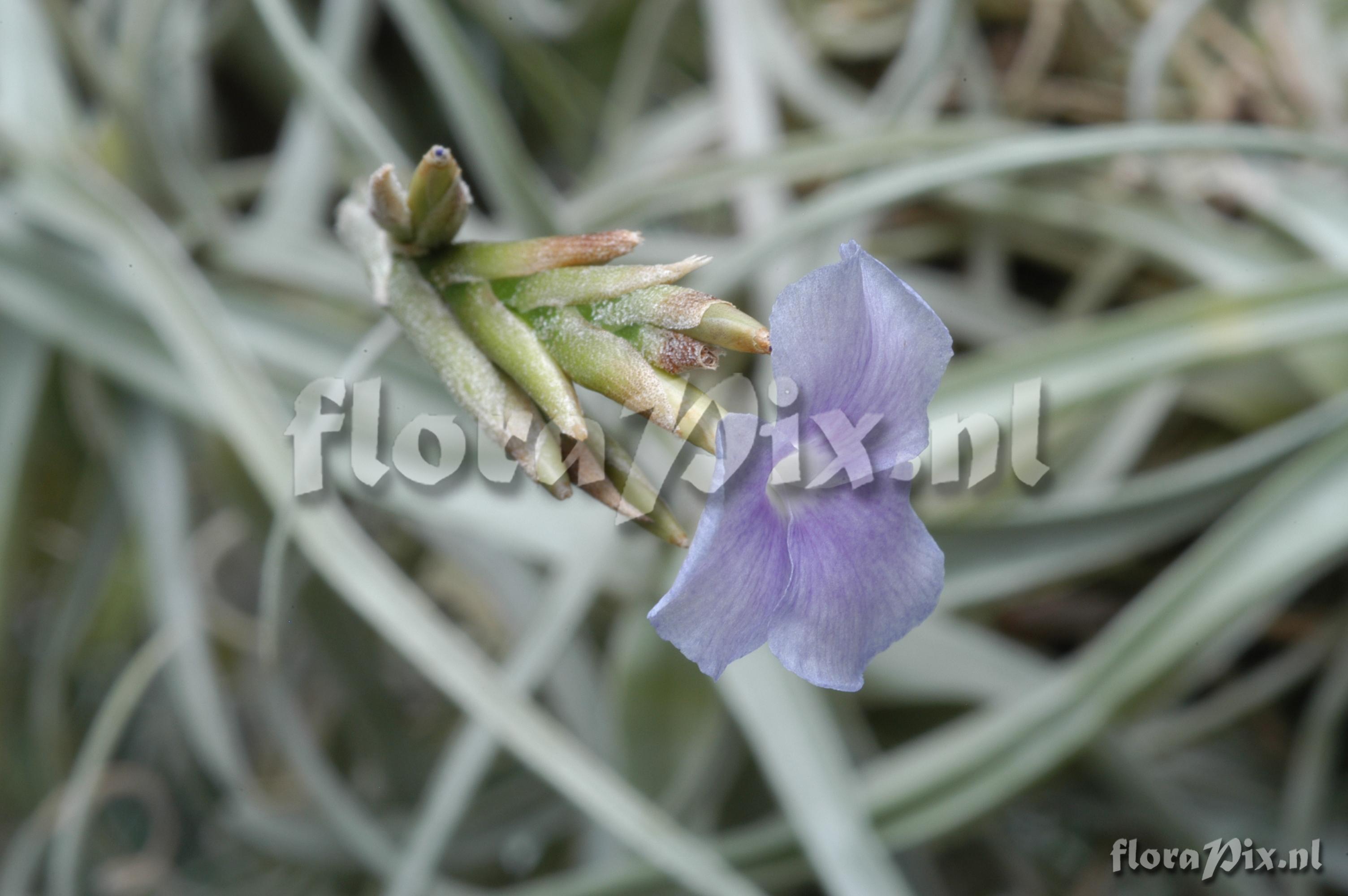 Tillandsia streptocarpa