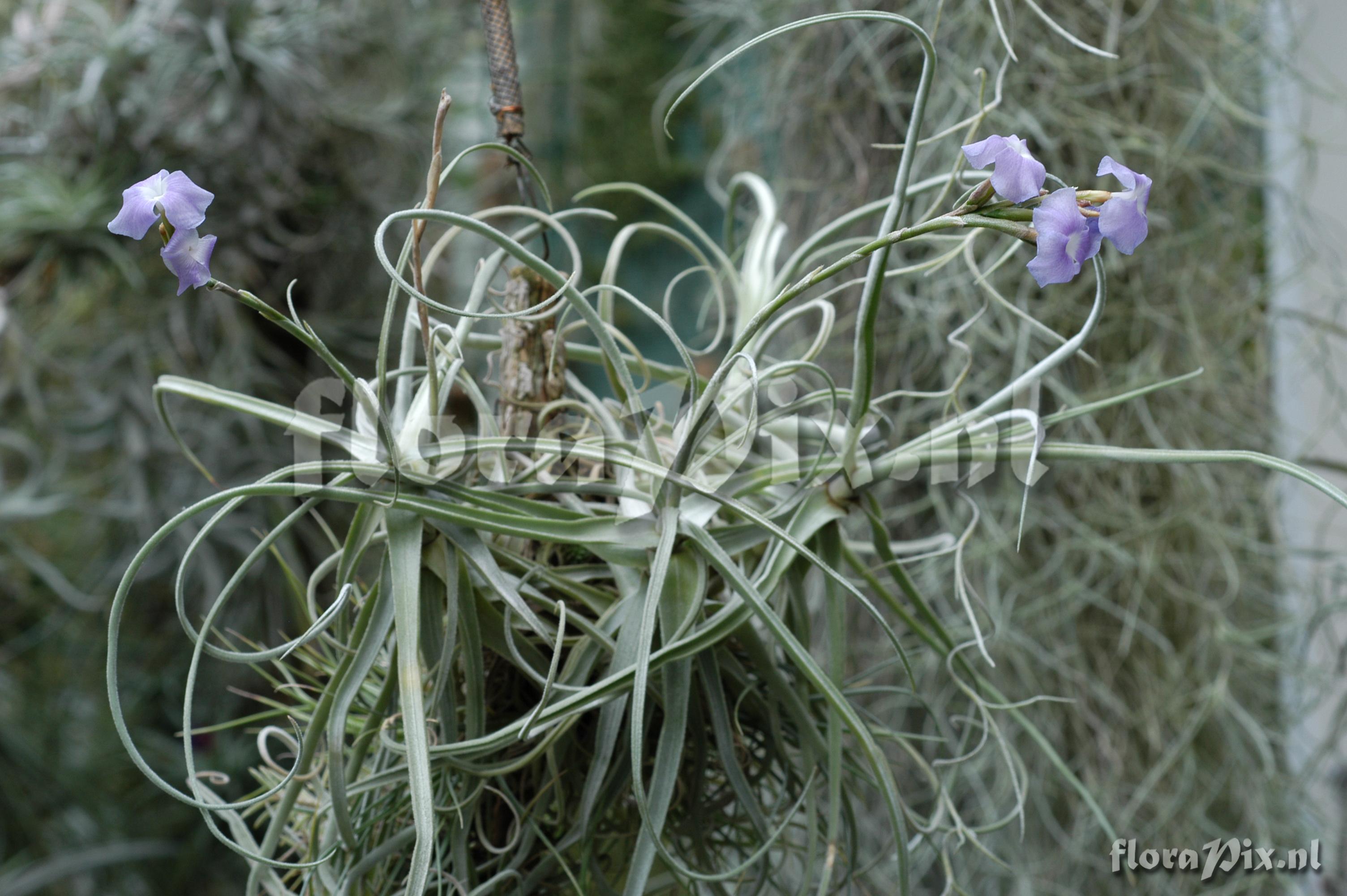 Tillandsia streptocarpa