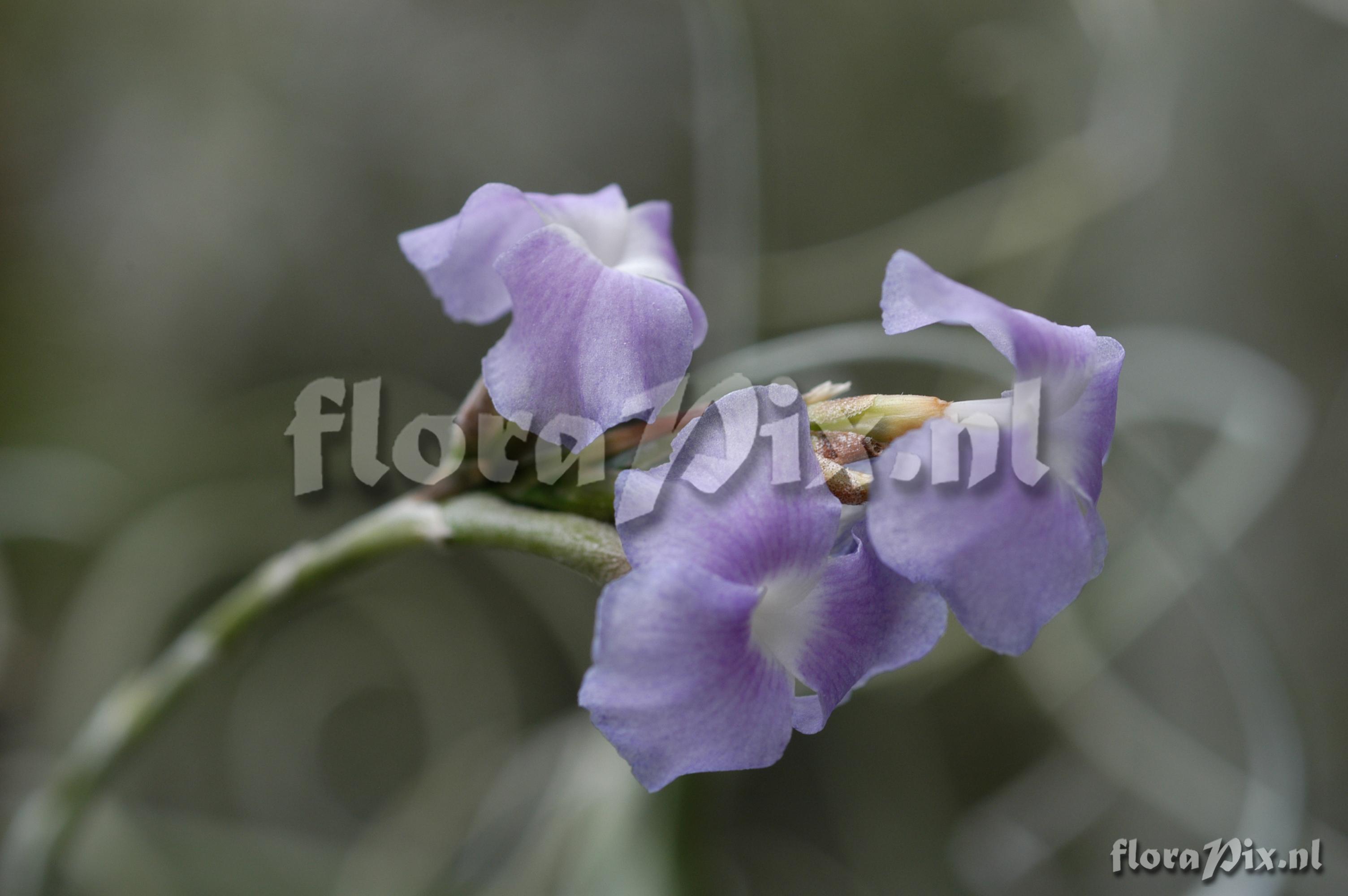 Tillandsia streptocarpa