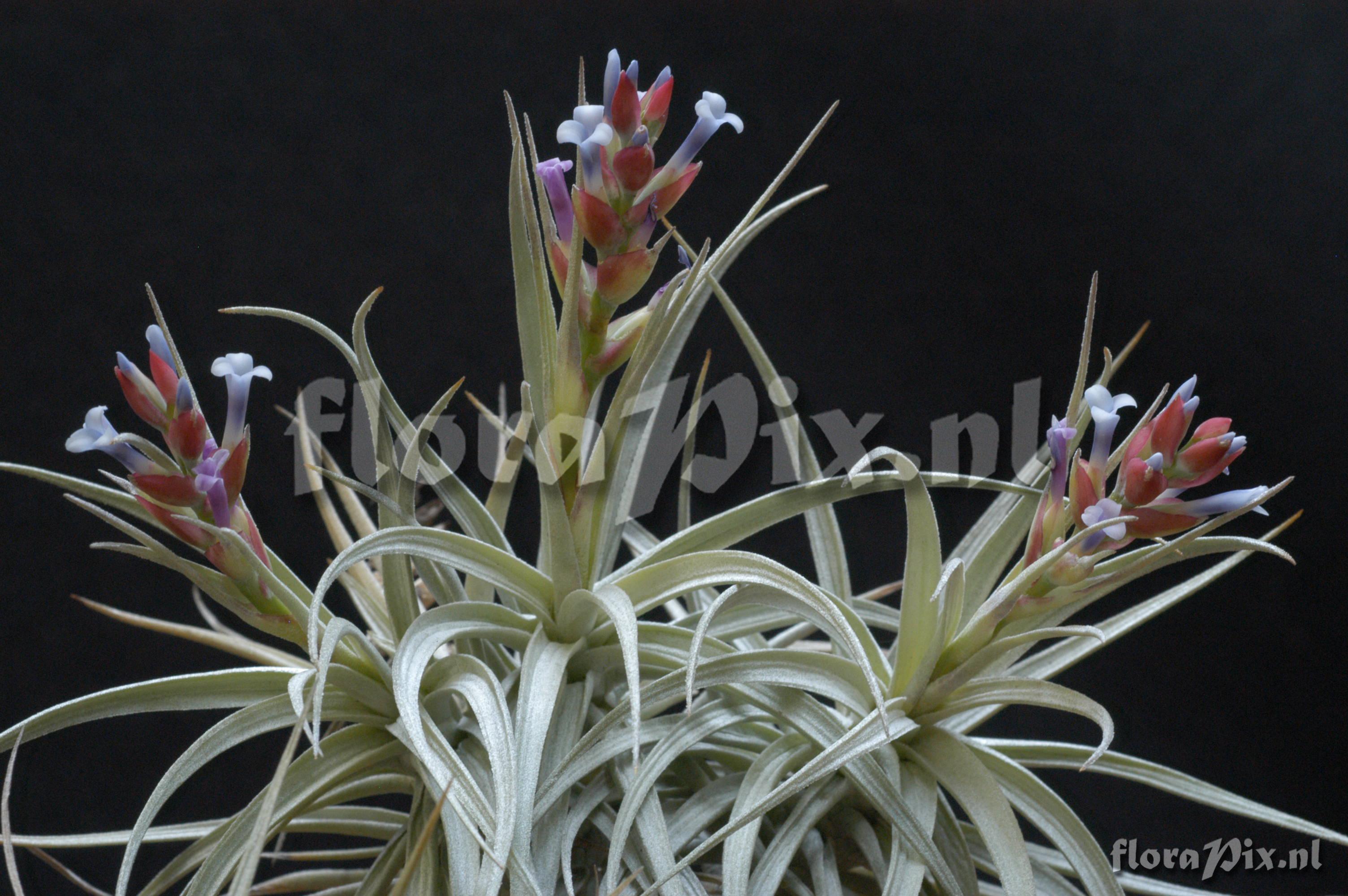 Tillandsia stricta var. albifolia