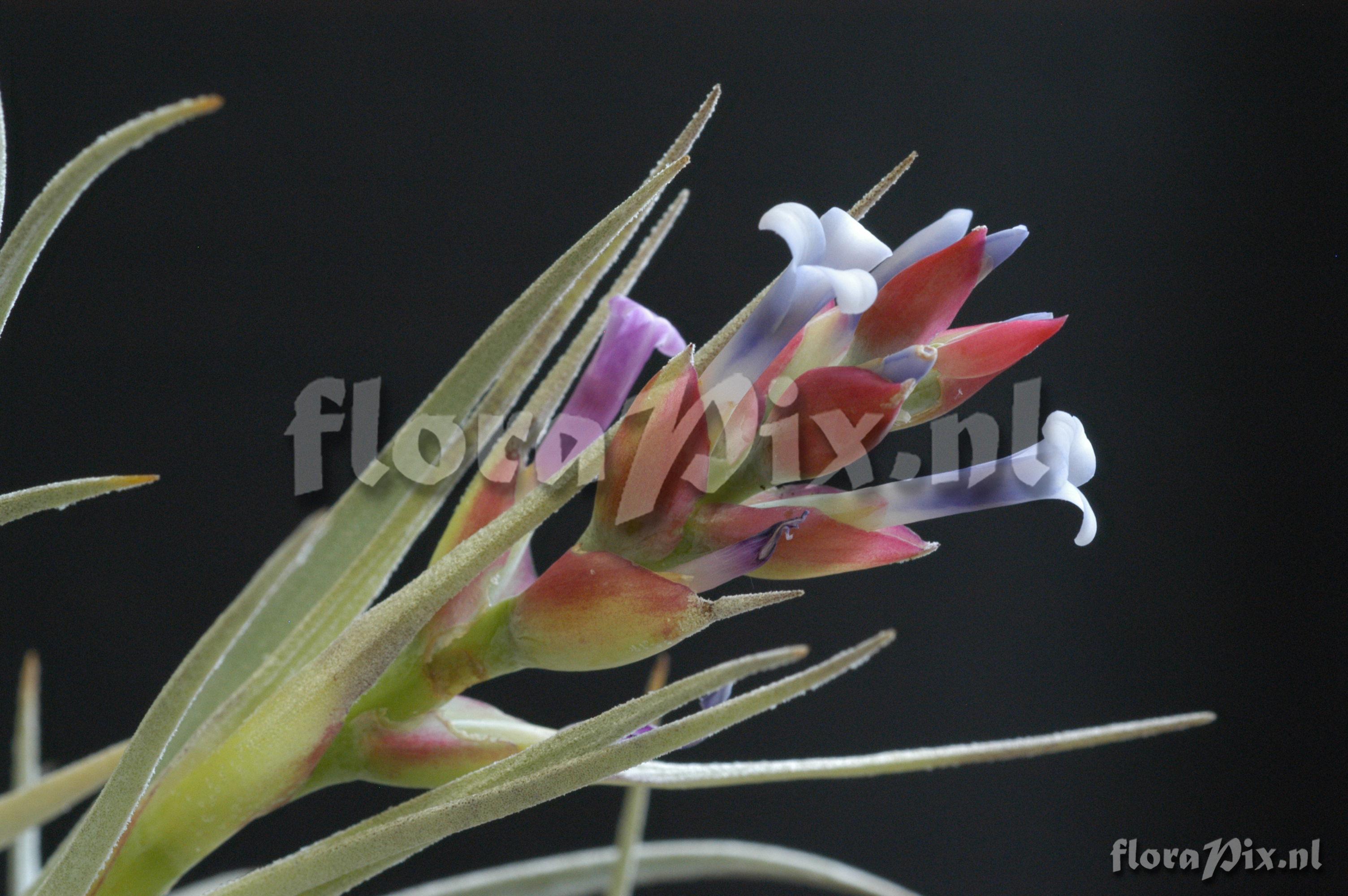 Tillandsia stricta var. albifolia