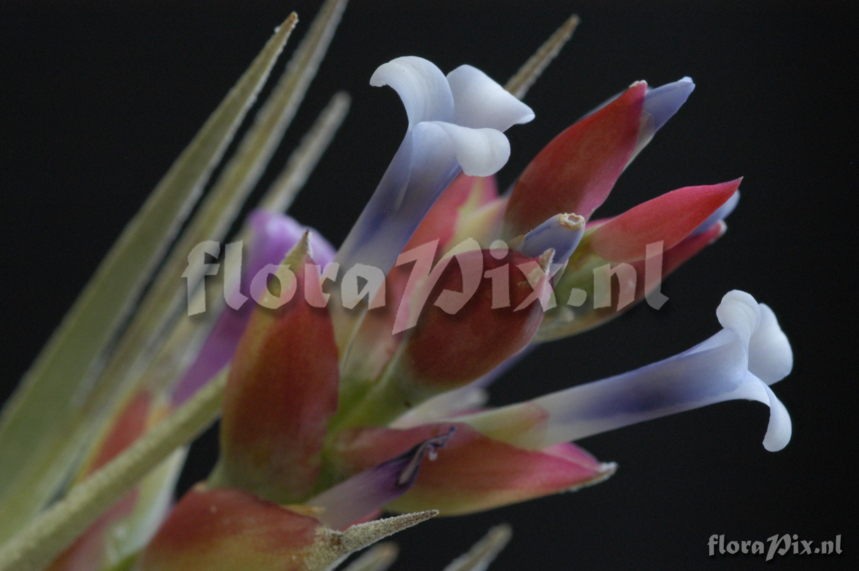 Tillandsia stricta var. albifolia